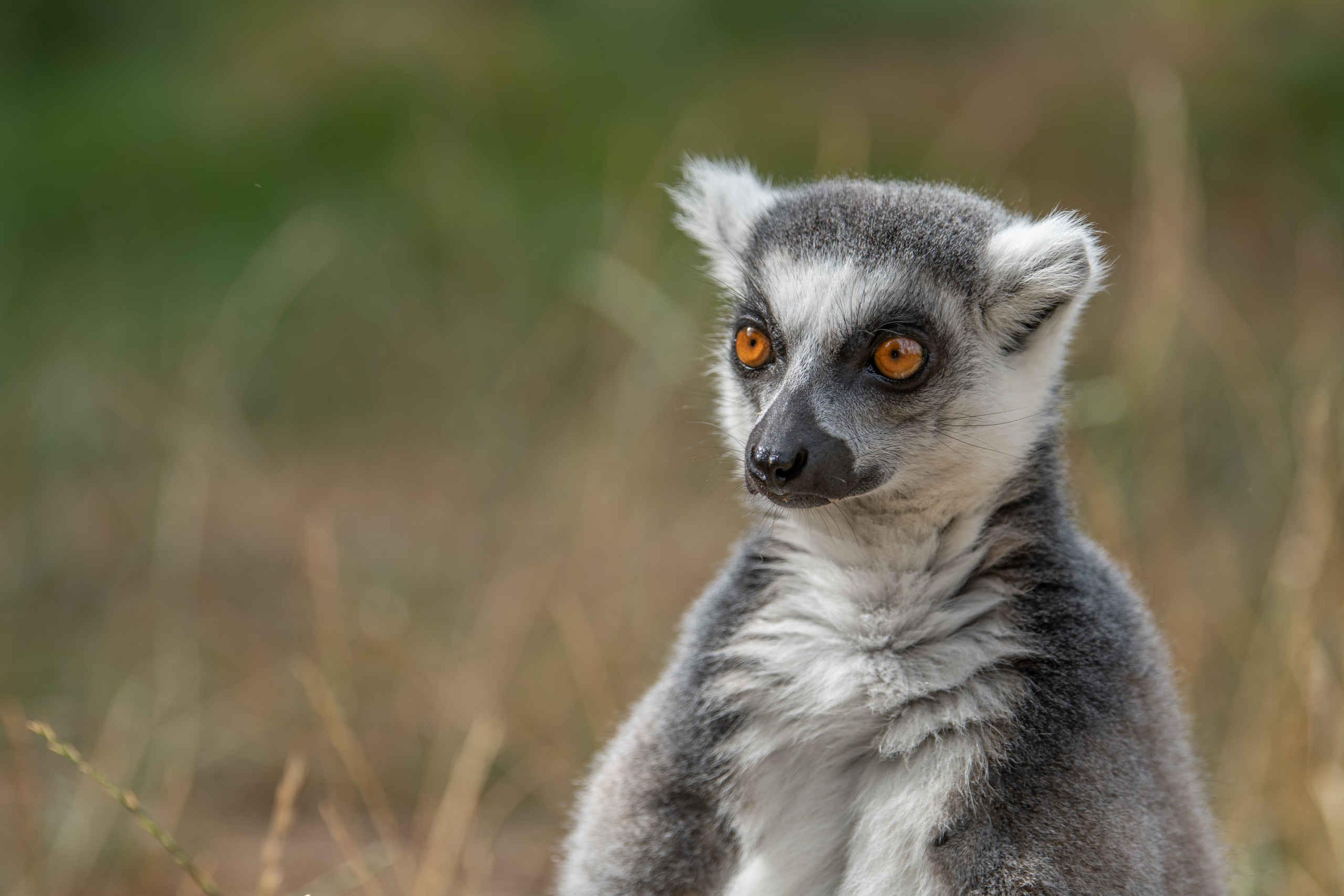 Close-up van een maki in Eindhoven Zoo