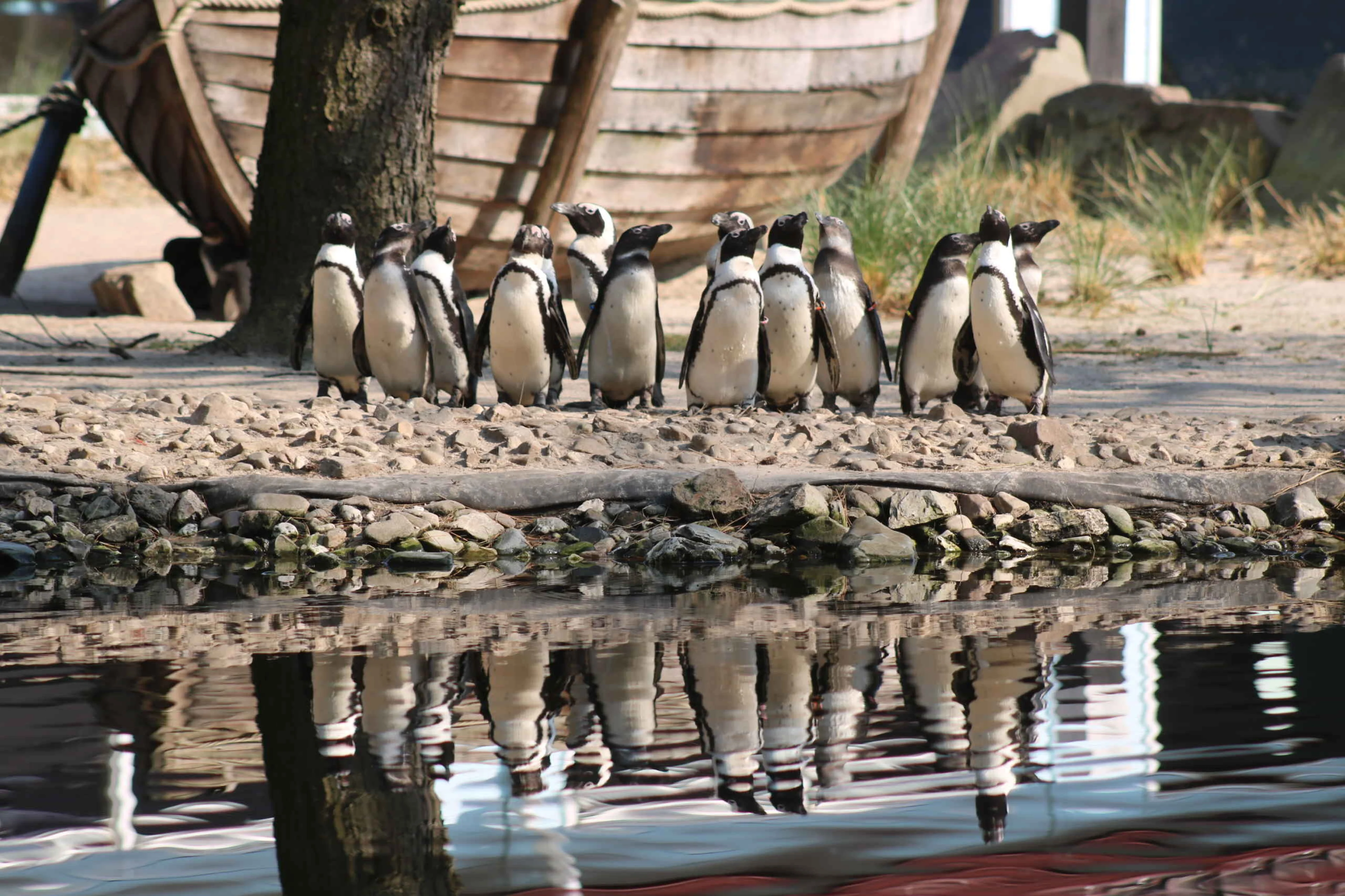 Veertien Afrikaanse pinguïns op Boulders Beach in ZooParc Overloon