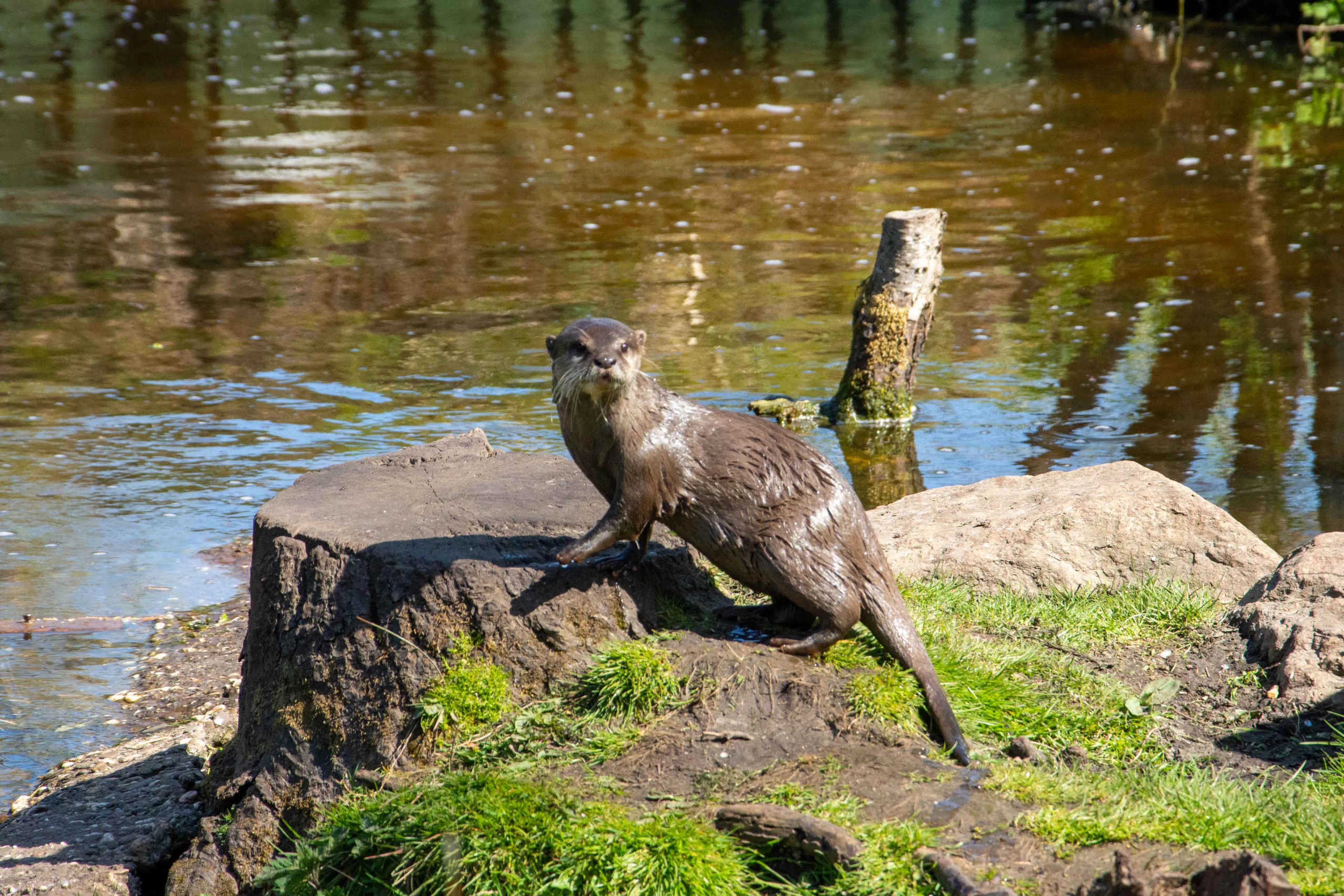 Kleinklauwotter close-up uitzicht AquaZoo Leeuwarden