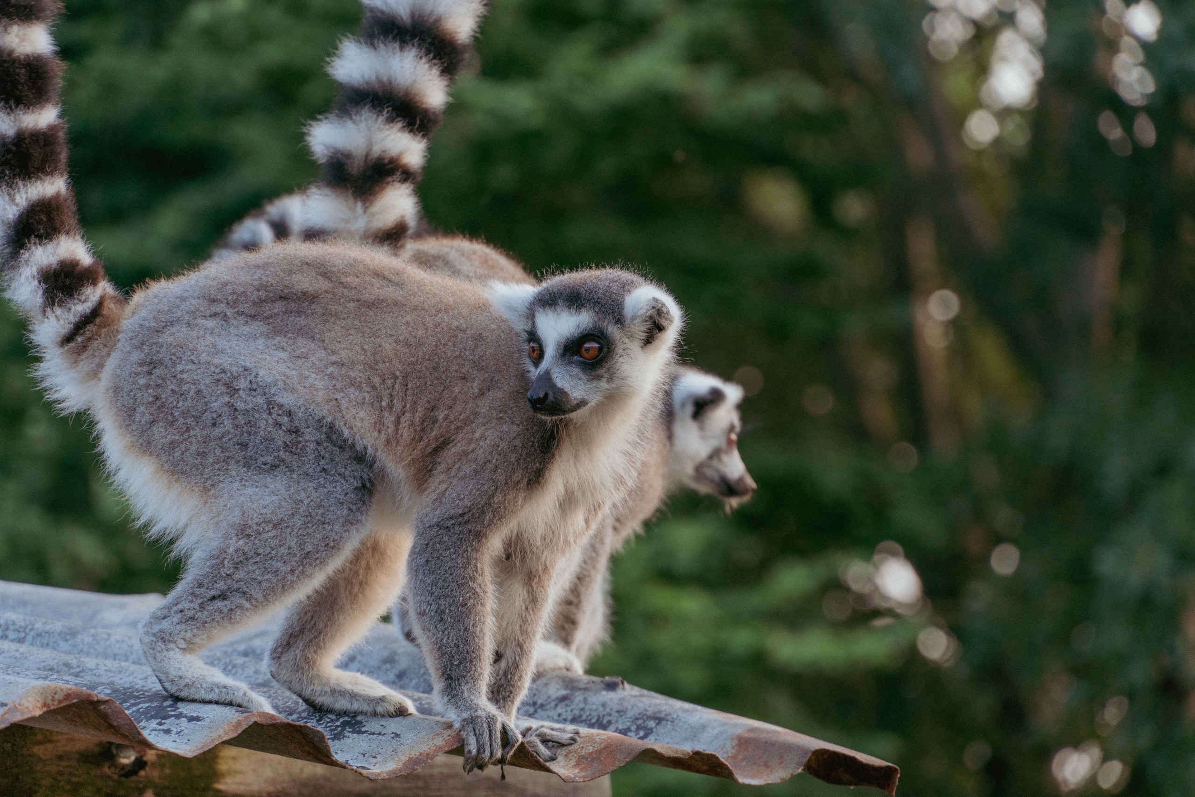 Ringstaartmaki schemertour Itampolo ZooParc Overloon