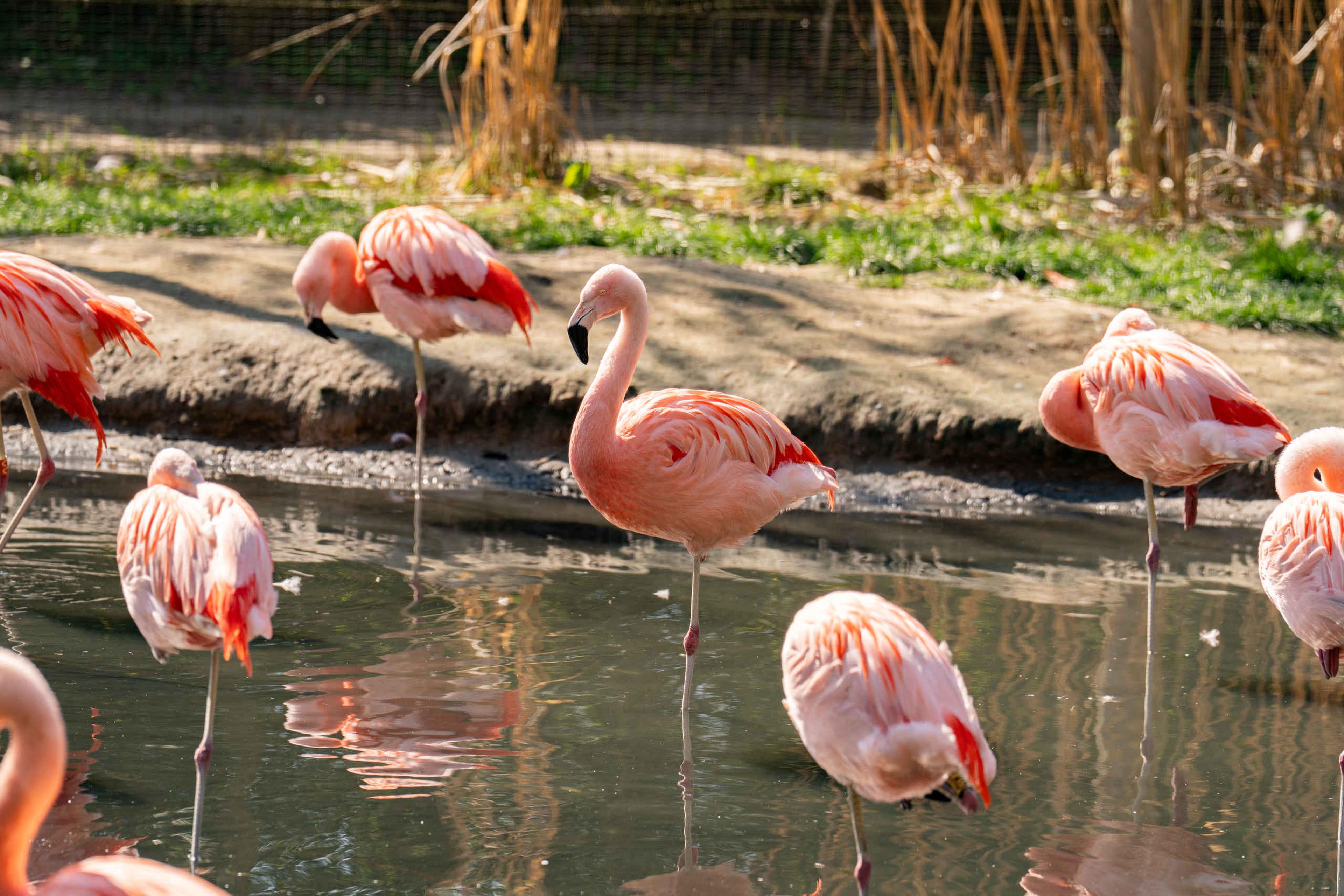 Een groep flamingo's in het water in ZooParc Overloon