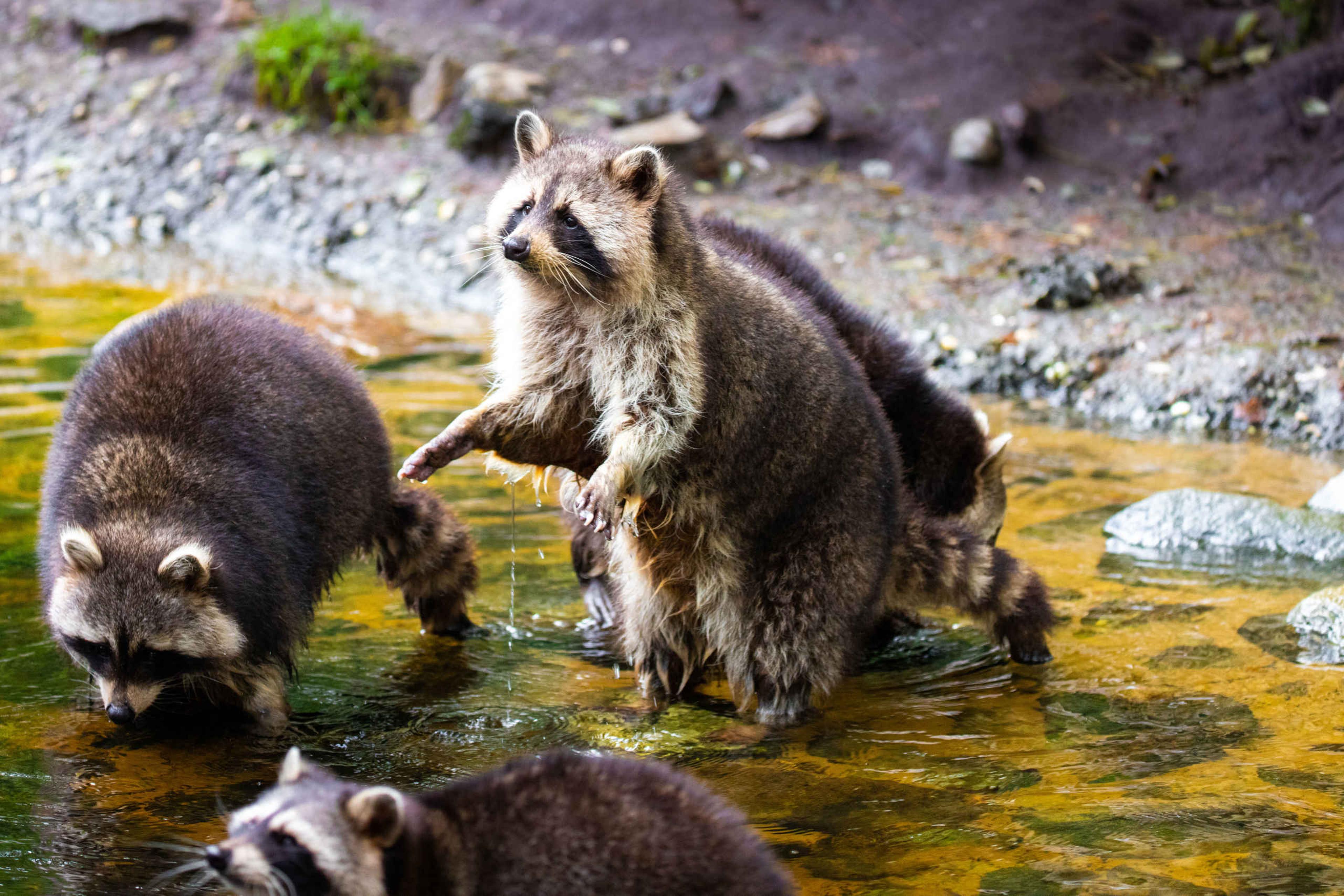 Wasberen staan in water AquaZoo Leeuwarden