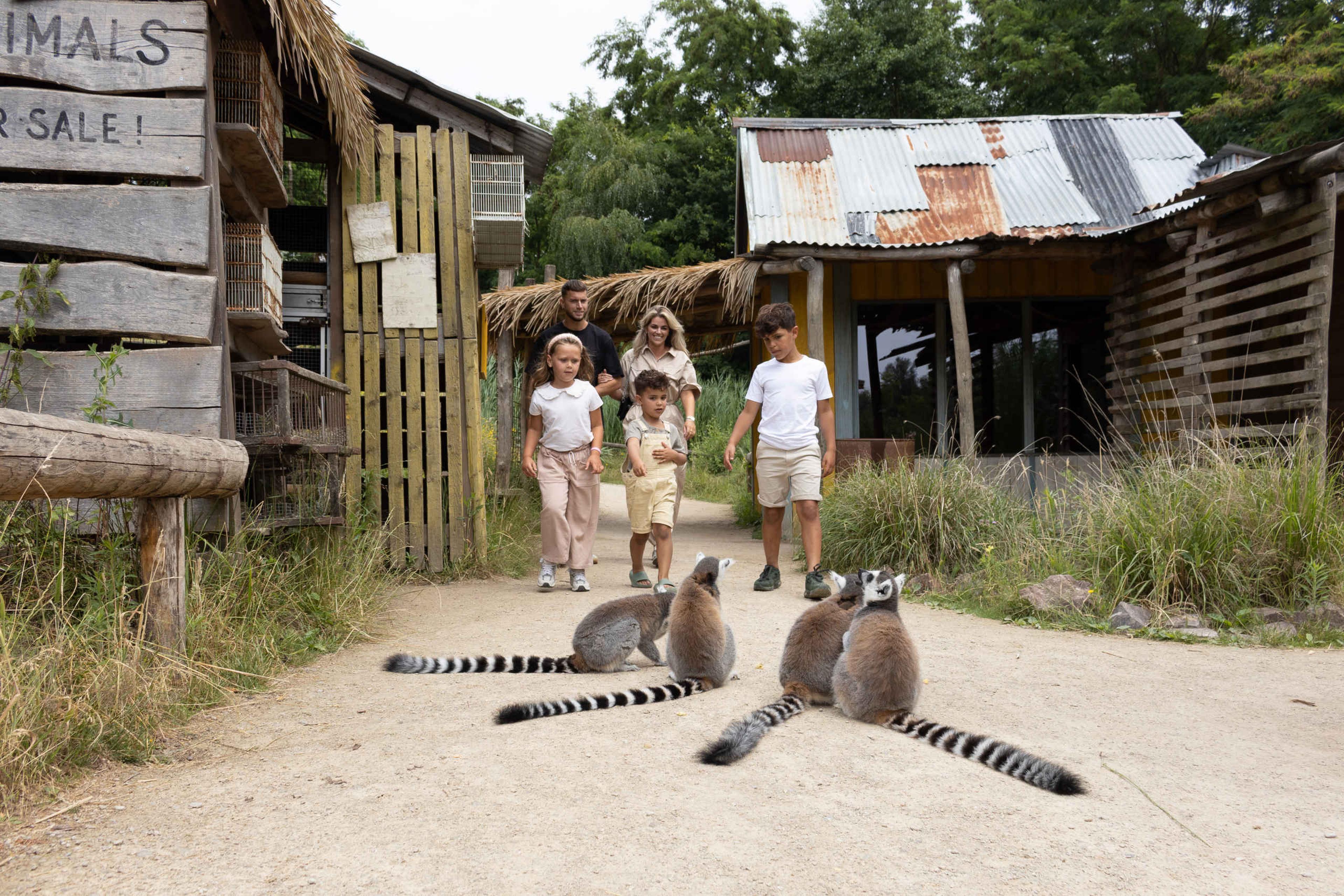 Ringstaartmaki's in Itampolo in ZooParc Overloon