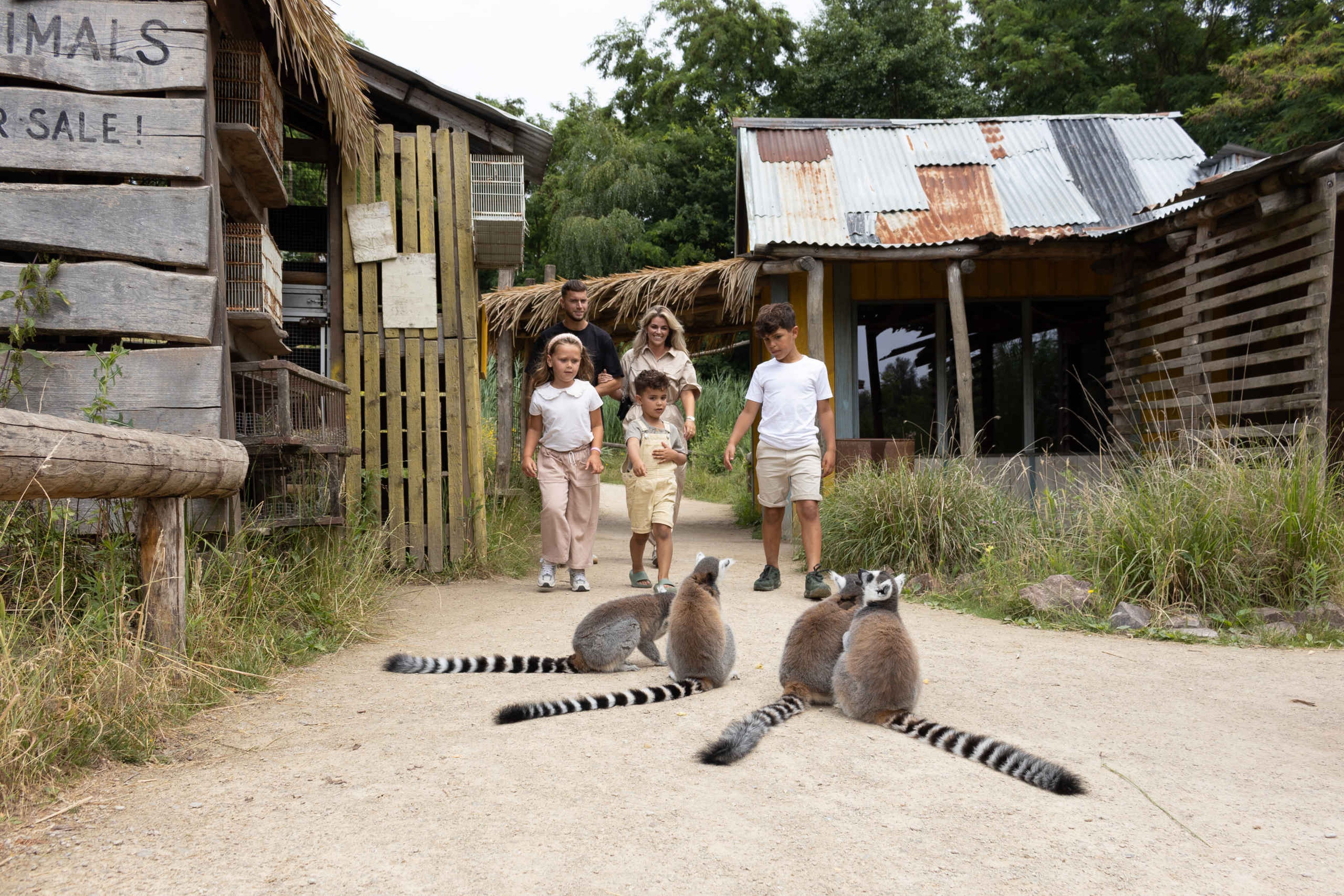 Ringstaartmaki's in Itampolo in ZooParc Overloon