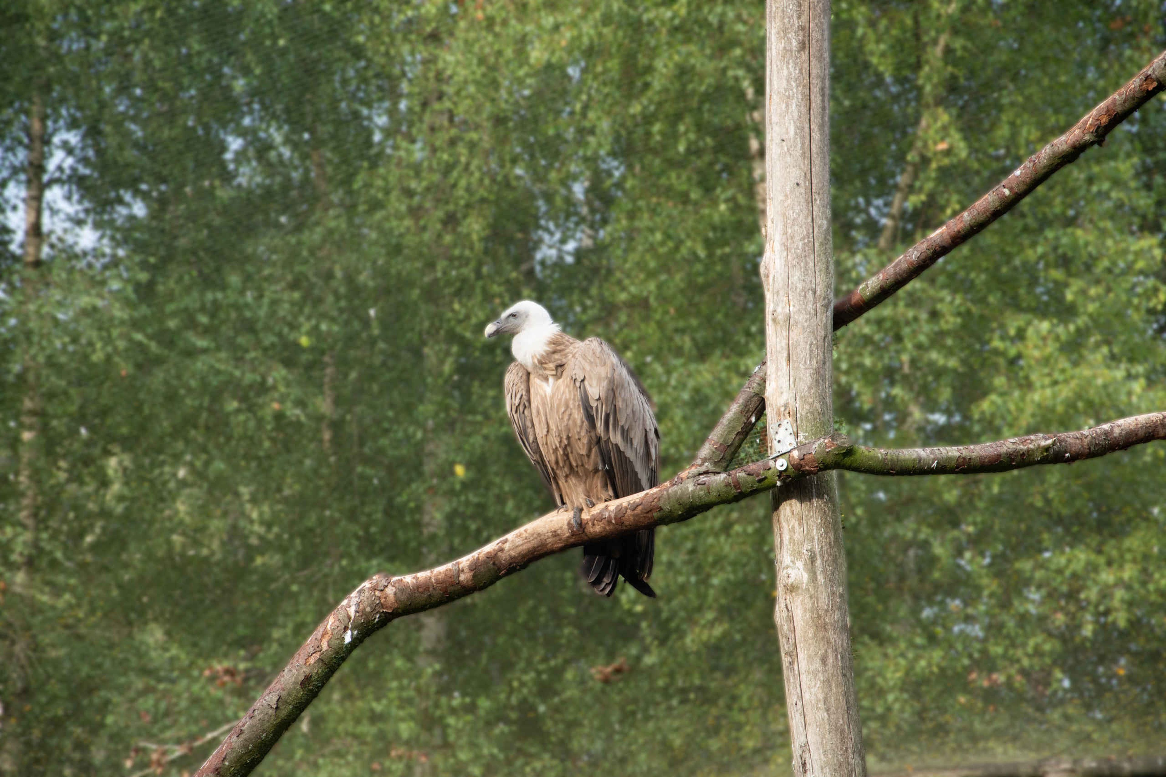 Vale gier op tak ver weg in Safaripark Beekse Bergen