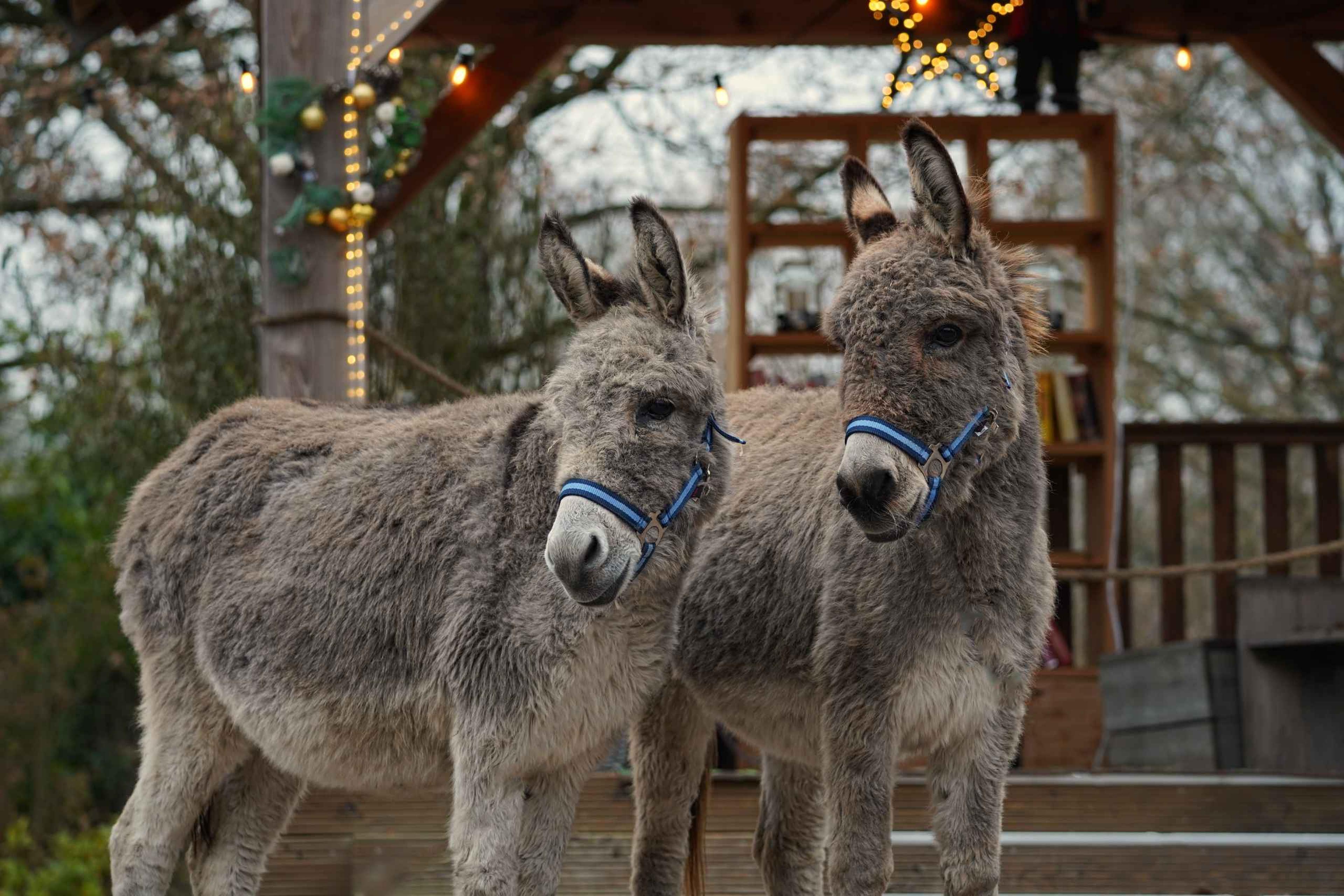 Ezels bij de kinderboerderij van Dierenbos