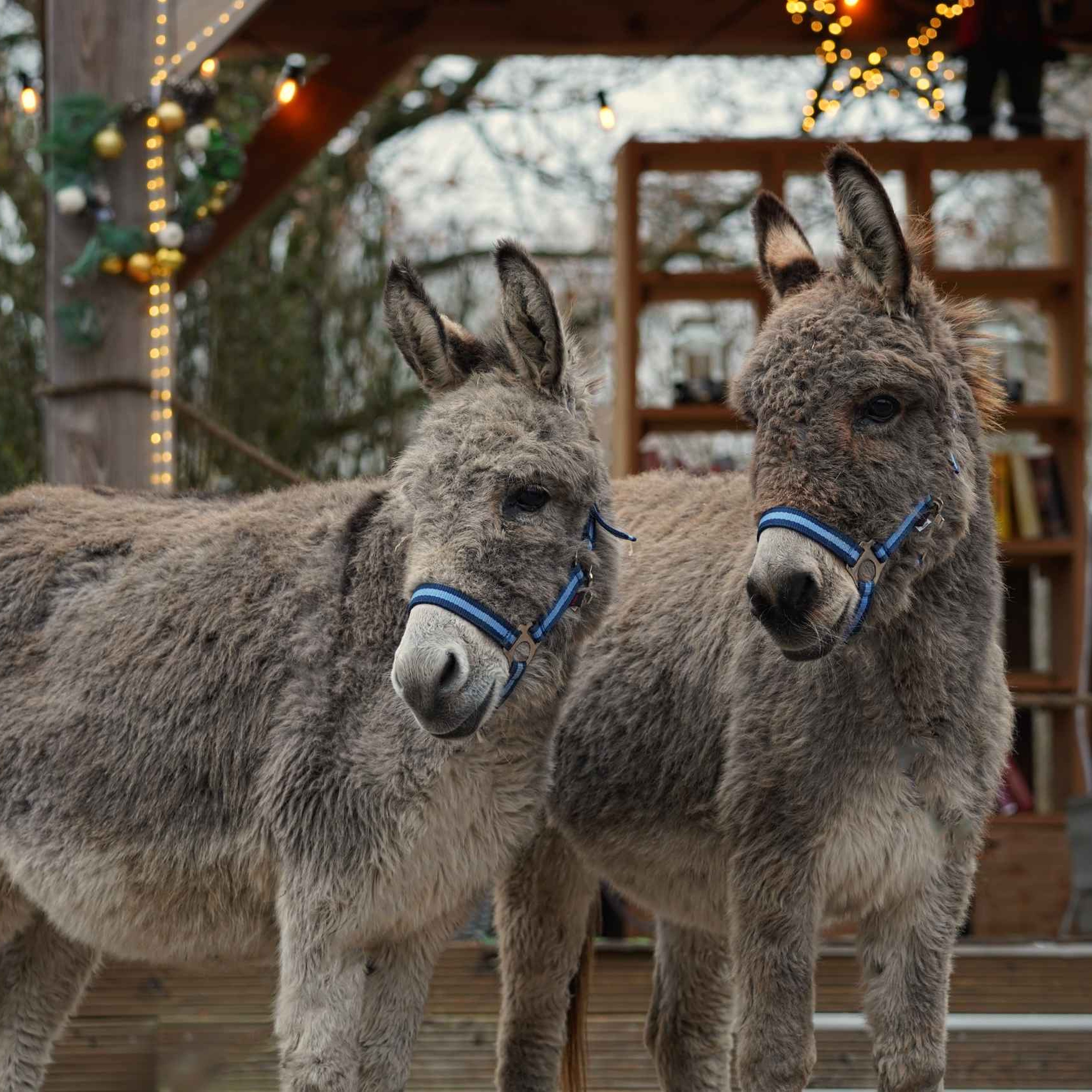 Ezels bij de kinderboerderij van Dierenbos