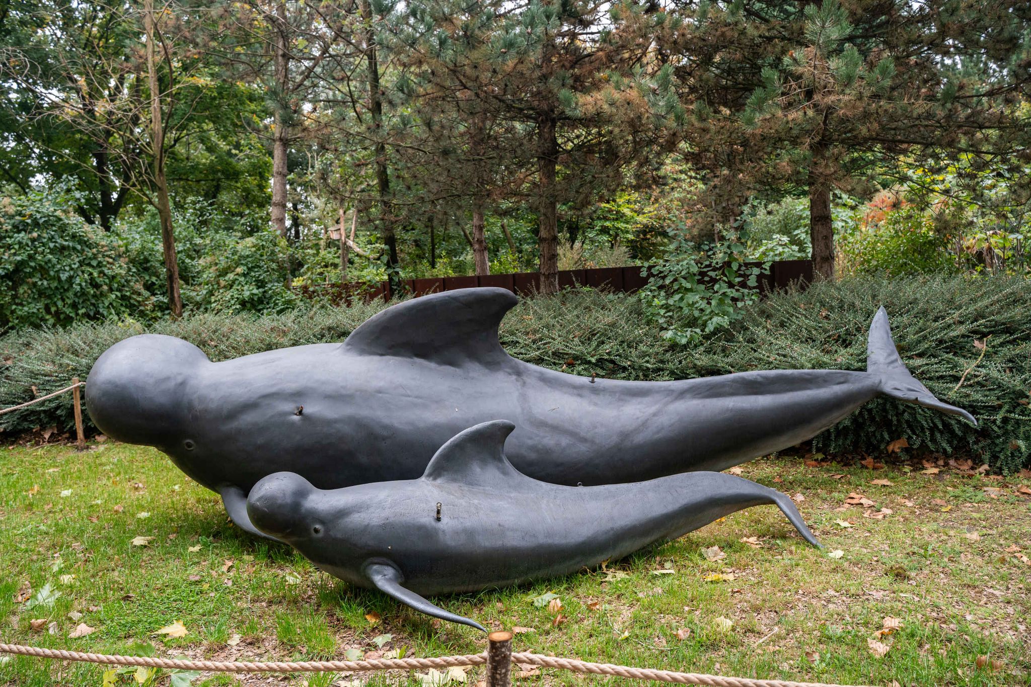 Twee stompsnuitdolfijnen tijdens het IJstijd evenement in ZooParc Overloon