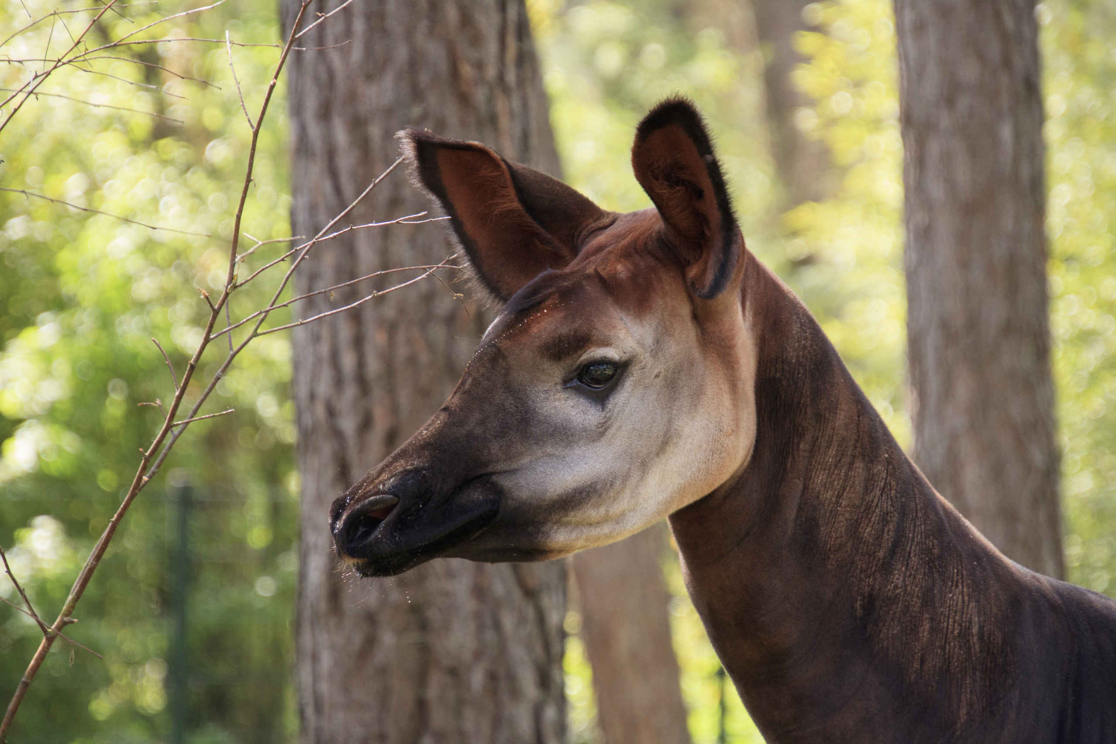 Close-up van een okapi in Safaripark Beekse Bergen