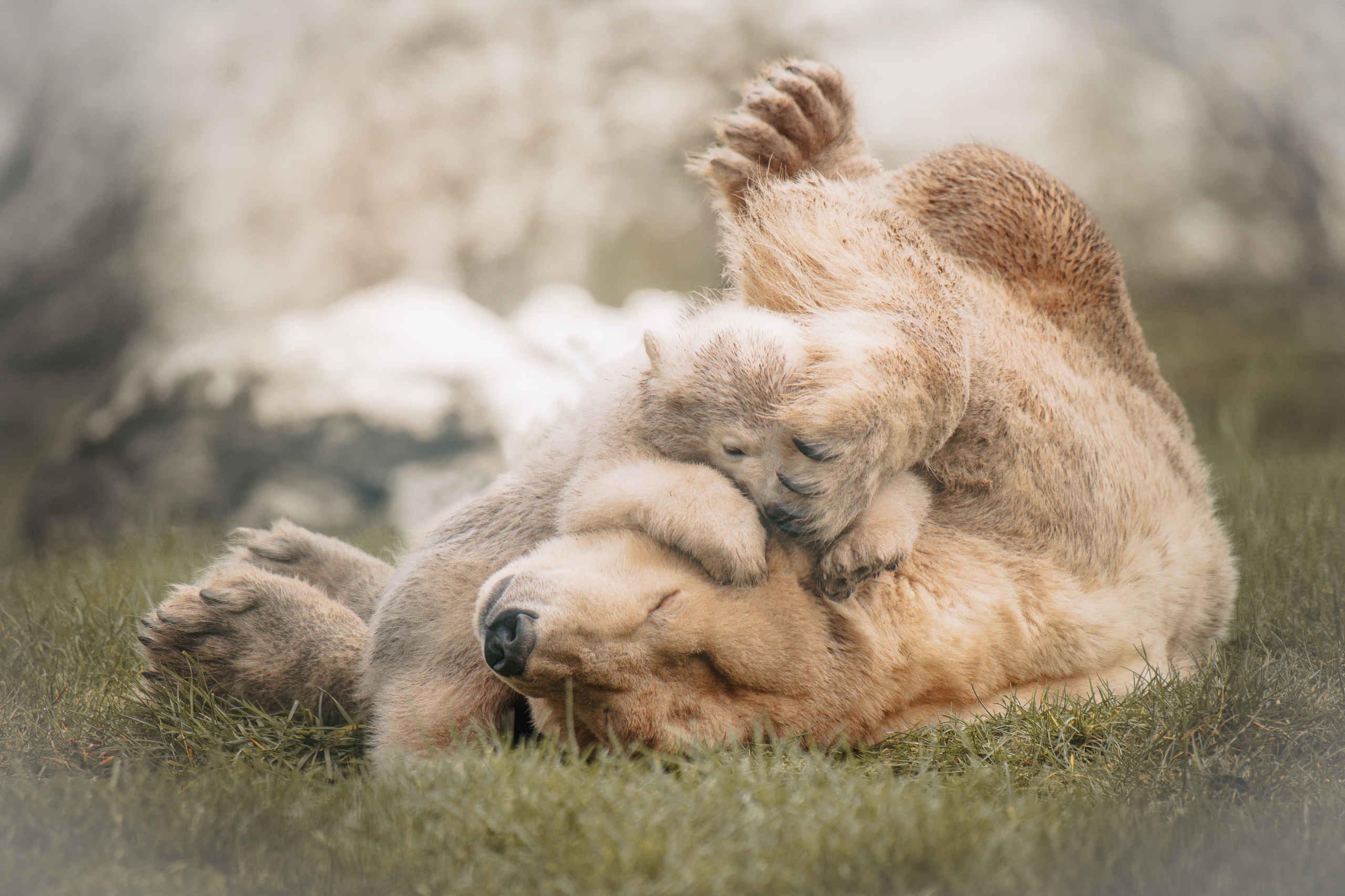 Jonge ijsbeer Otis en zijn moeder Frimas spelen in het gras bij Eindhoven Zoo.