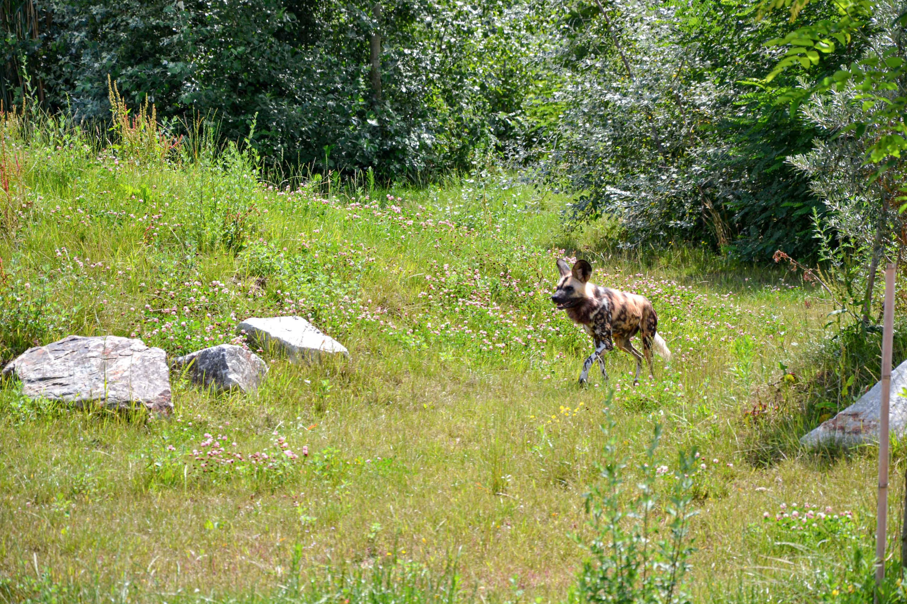 Afrikaanse wilde hond in gras ZooParc Overloon