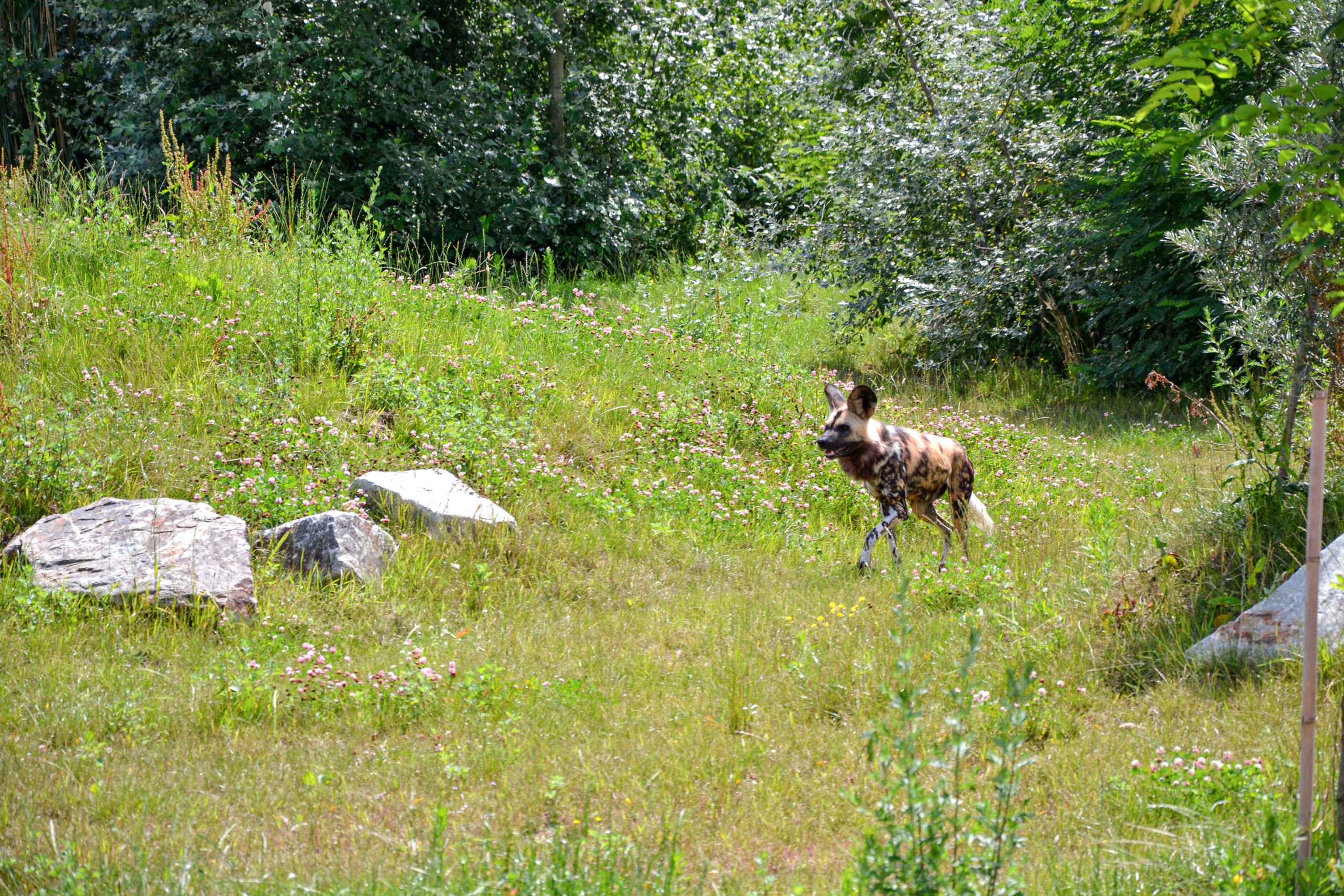 Afrikaanse wilde hond in gras ZooParc Overloon