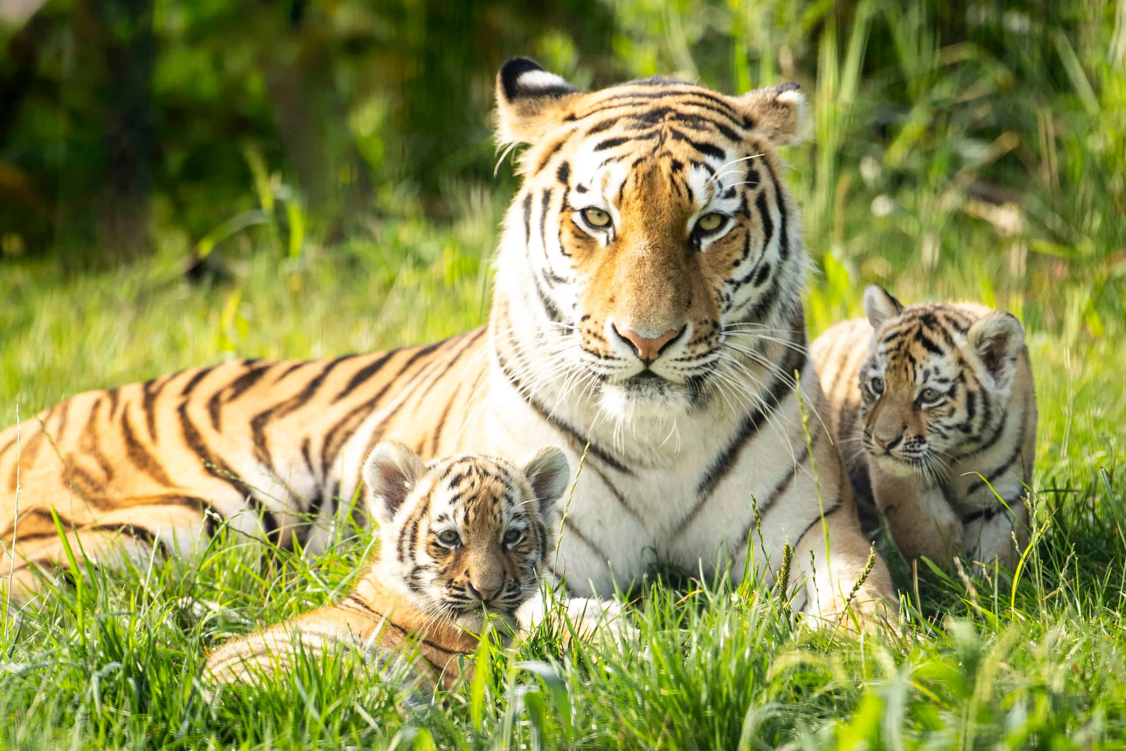Een amoertijger met haar welpen in het gras bij AquaZoo Leeuwarden.