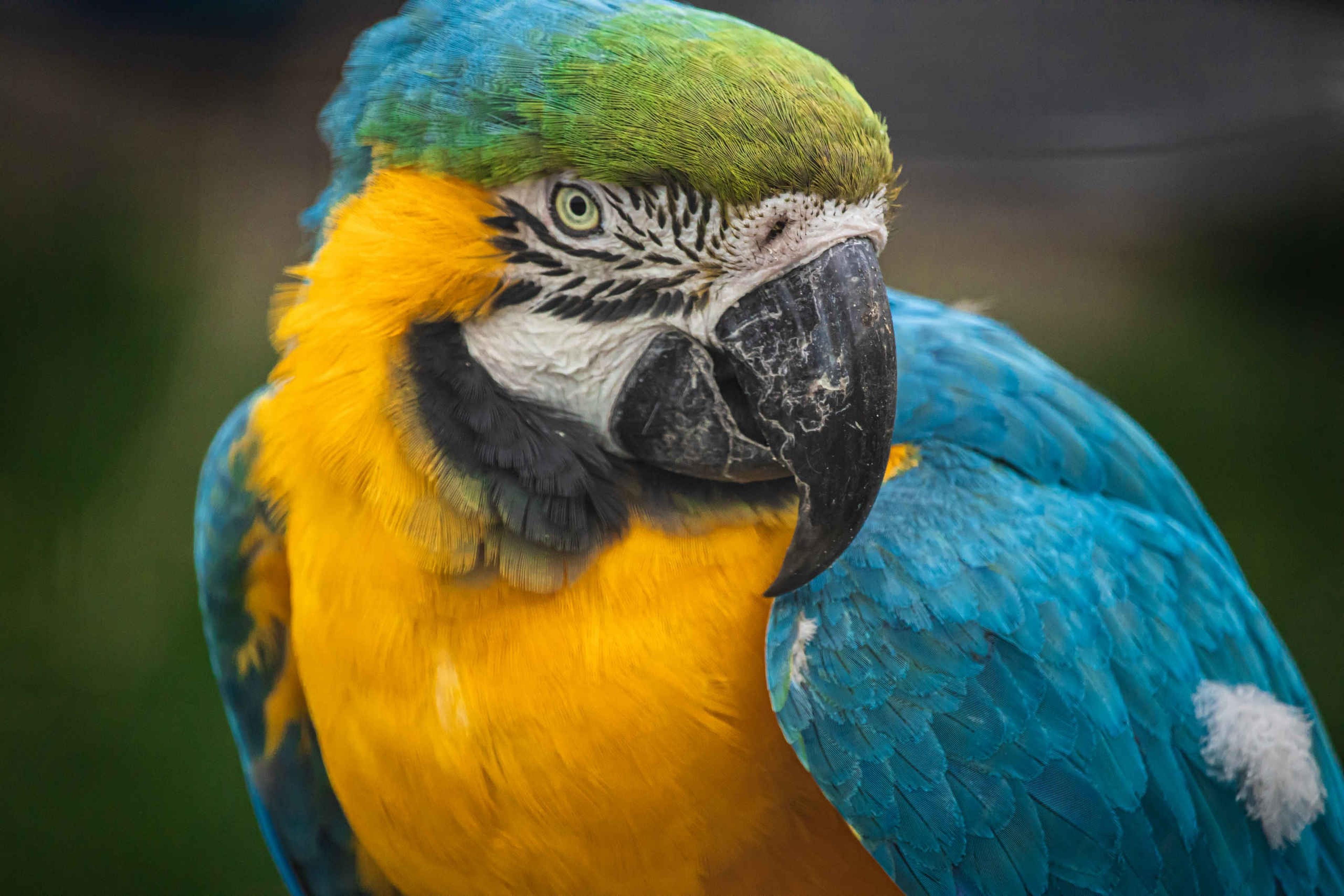 Een blauwgele ara bij Eindhoven Zoo.