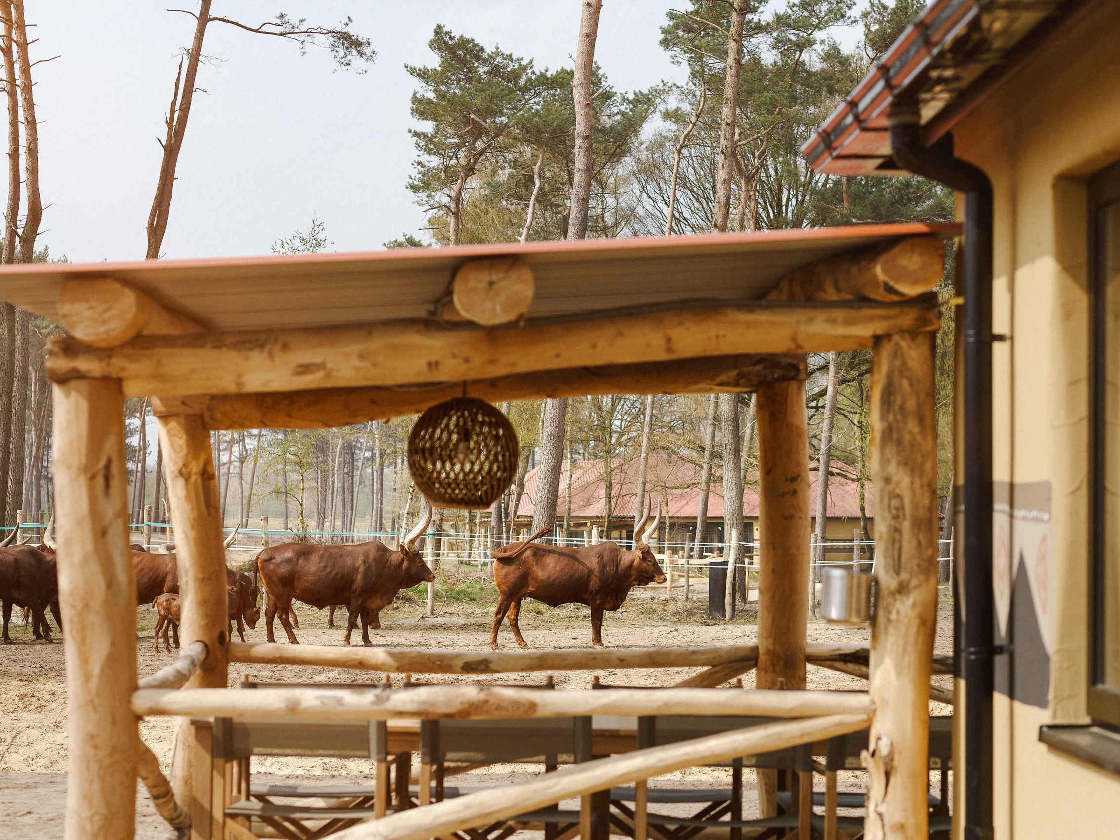 Terras van een lodge met de watusirund op Safari Resort Beekse Bergen