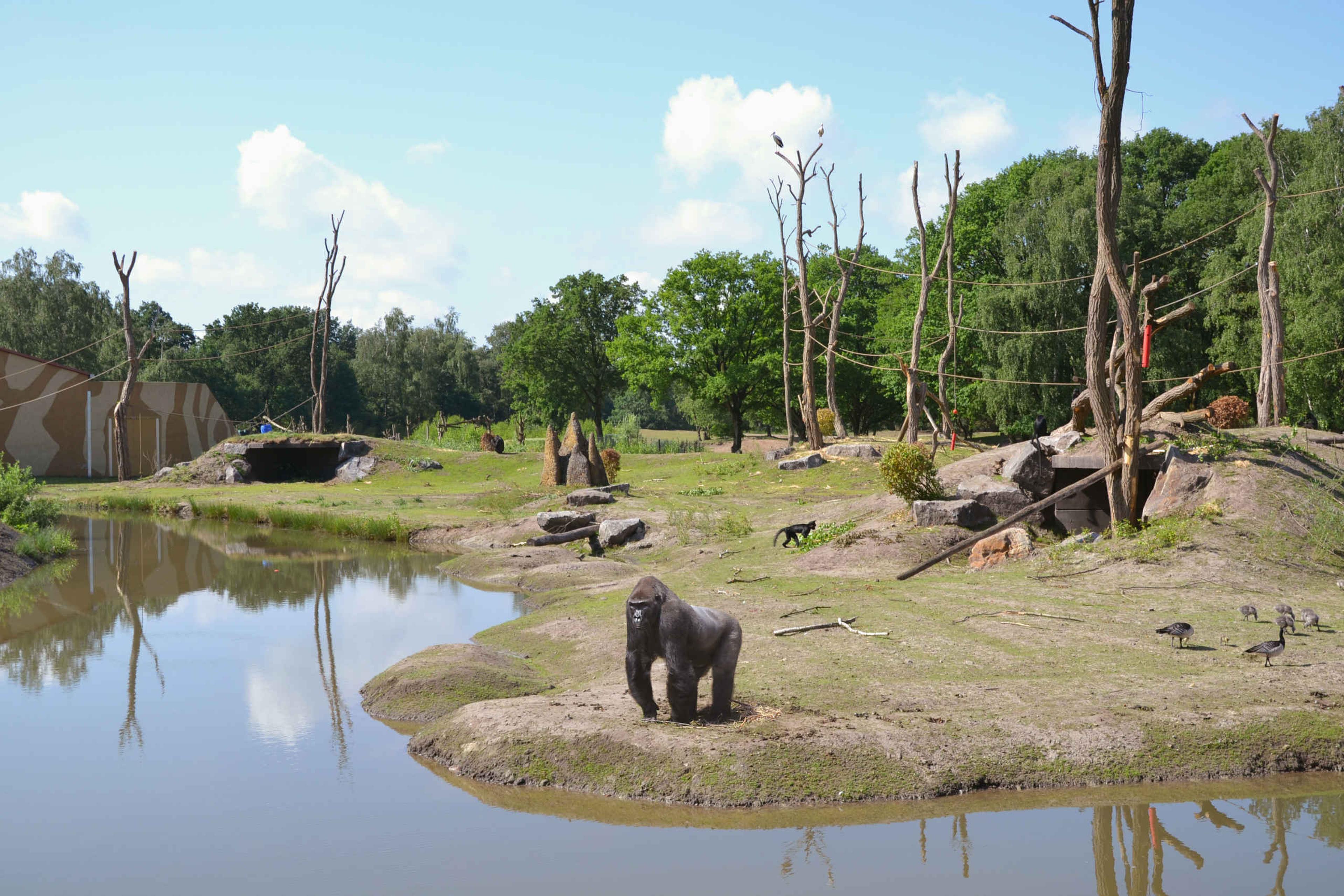 Een gorilla bij Safaripark Beekse Bergen.