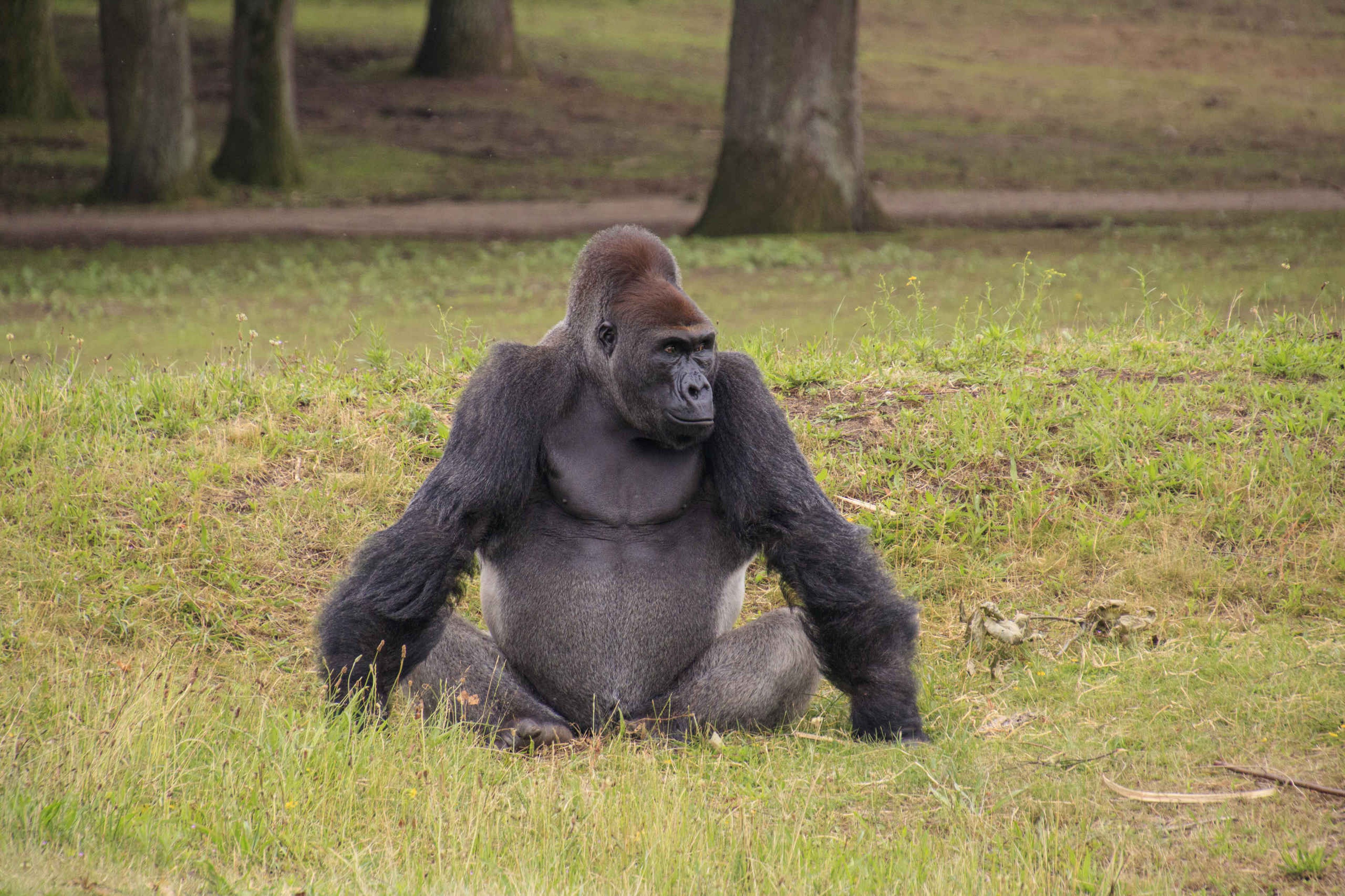 Westelijke laagland gorilla zittend op gorilla-eiland in Safaripark Beekse Bergen