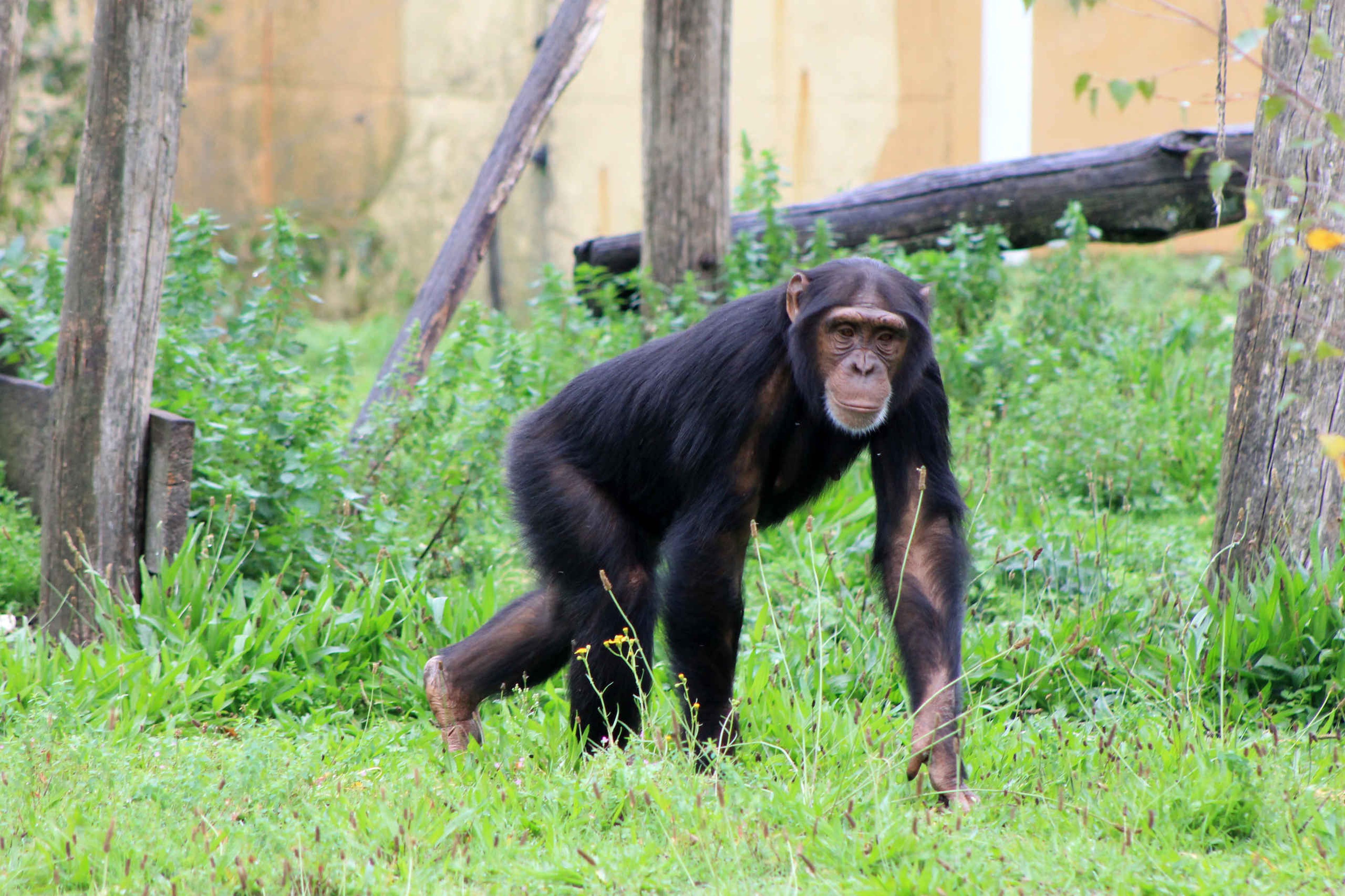 Chimpansee loopt in het gras in Safaripark Beekse Bergen