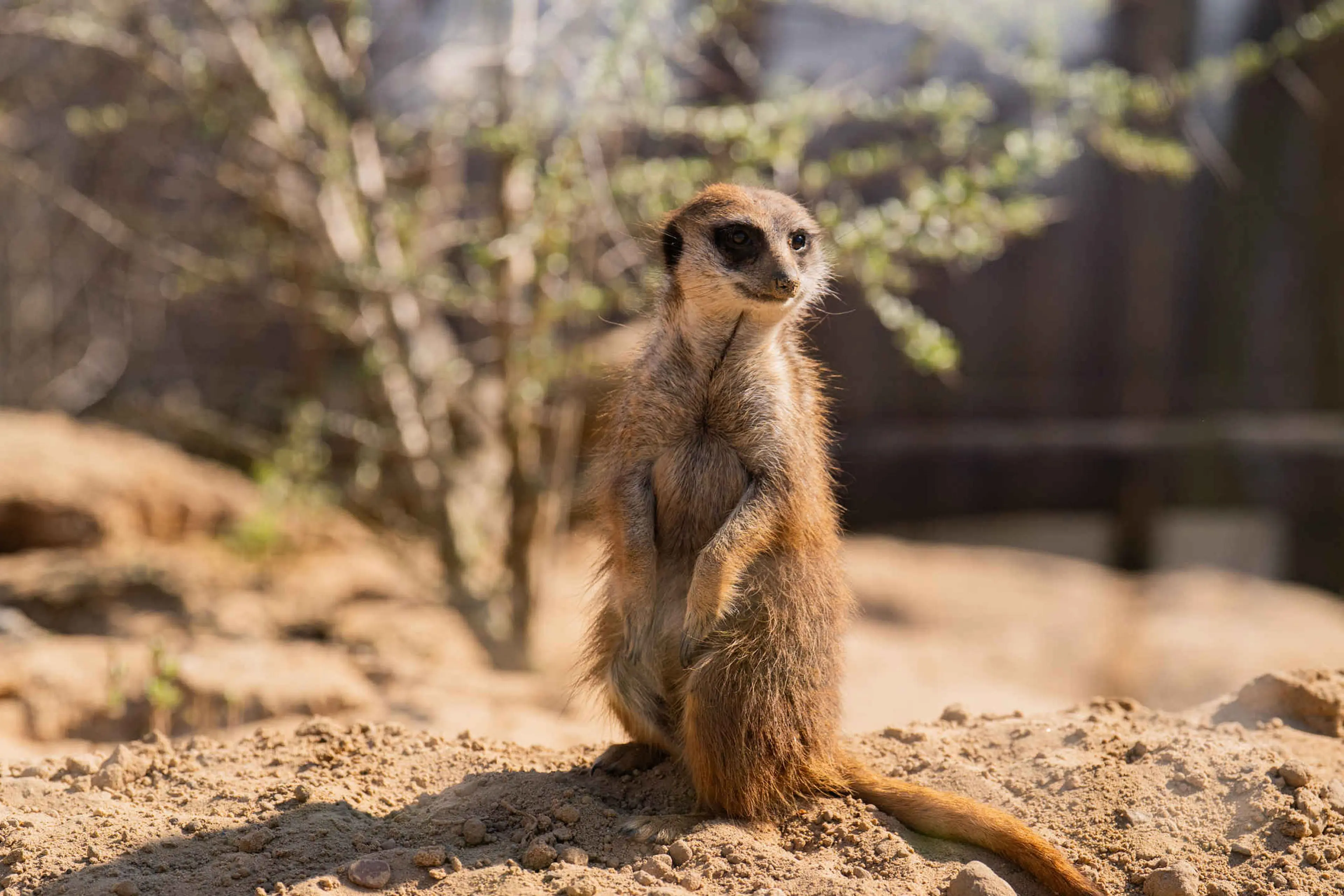 Een stokstaartje in de zon in ZooParc Overloon