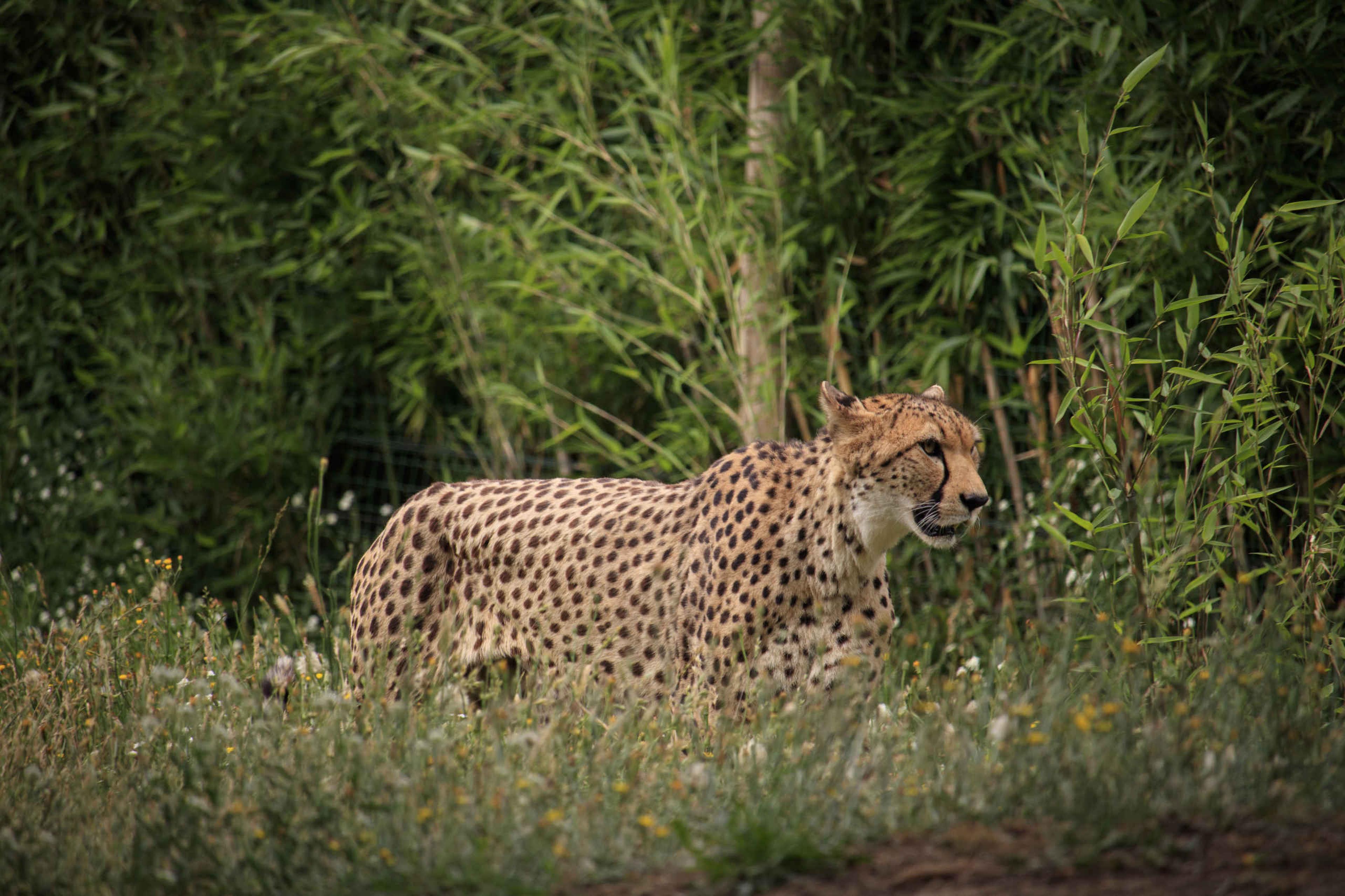 Een cheeta die tussen de begroeiing loopt in ZooParc Overloon