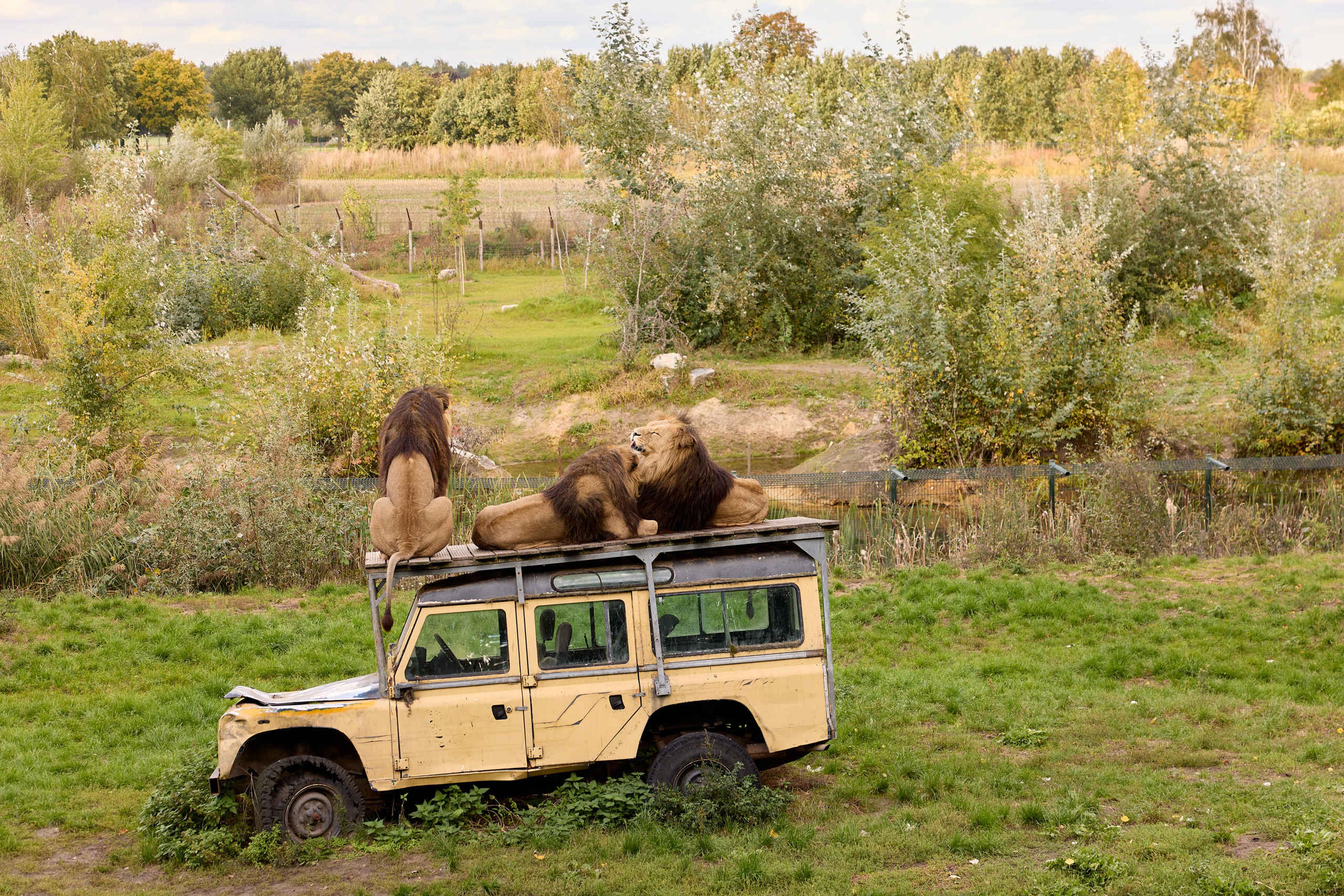 Leeuwen op een jeep in ZooParc Overloon