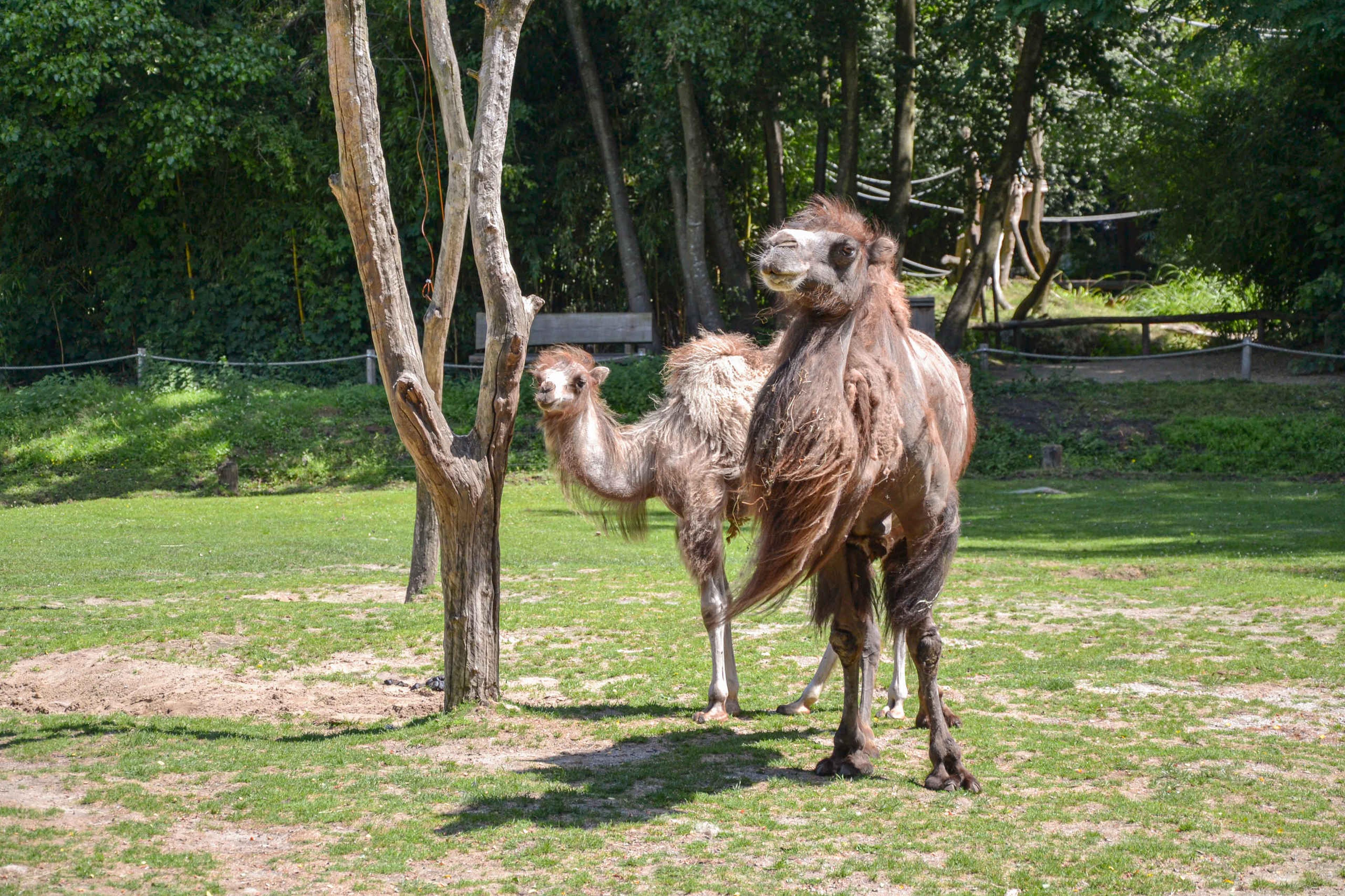 Kamelen op grasveld ZooParc Overloon
