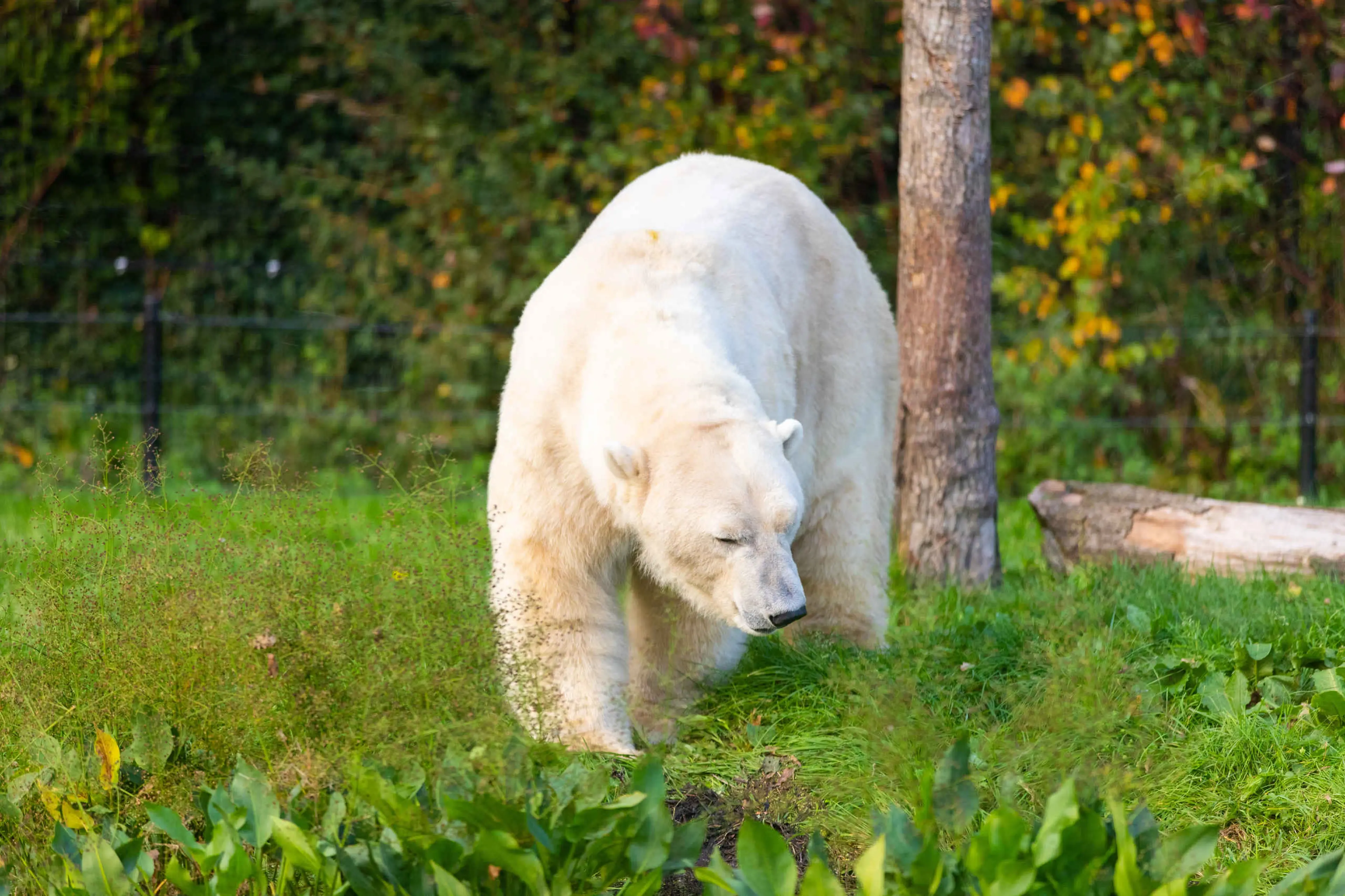 IJsbeer op grasvlakte AquaZoo Leeuwarden