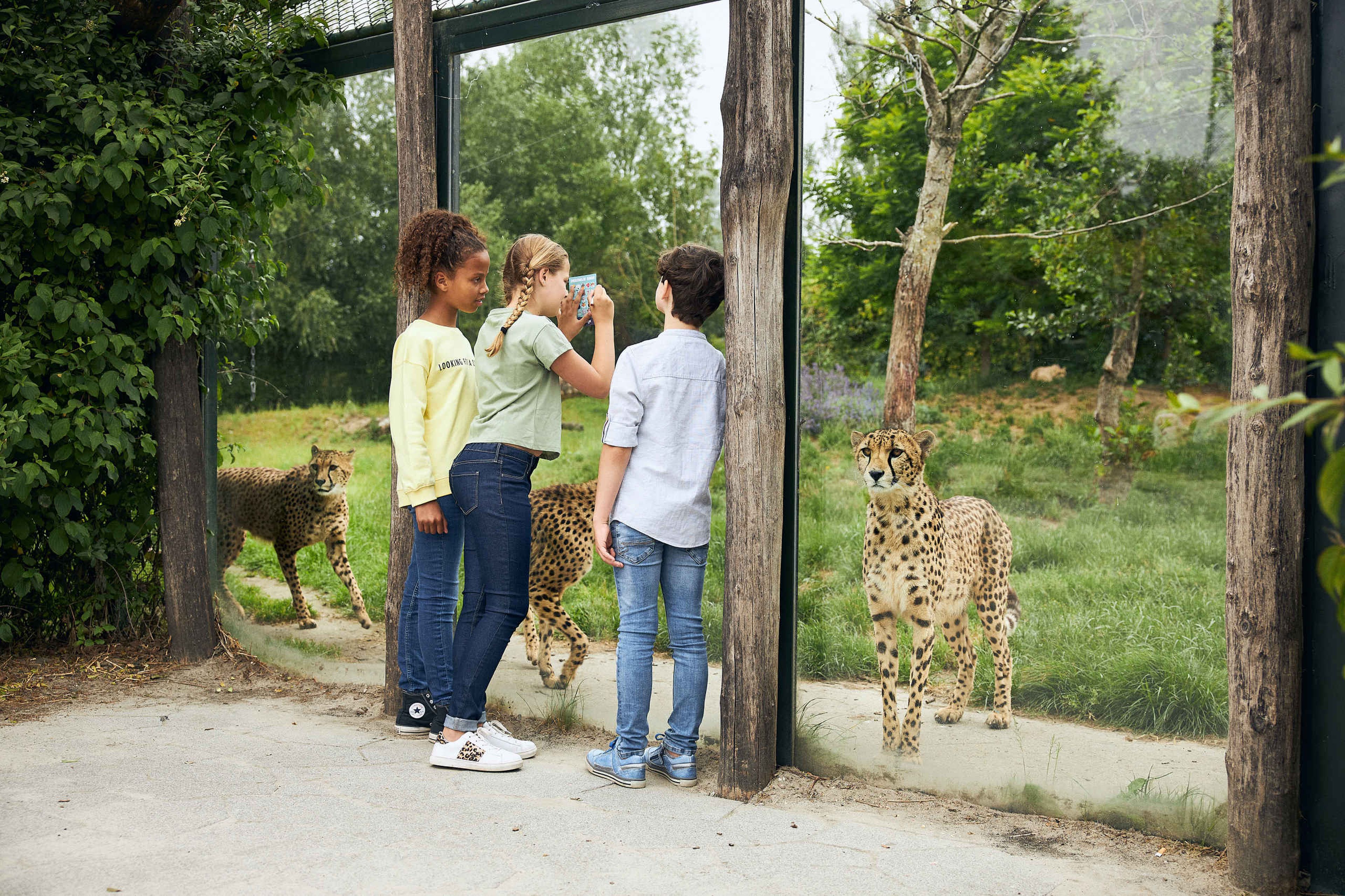 Drie kinderen vieren kinderfeestje bingo en staan bij het verblijf van de cheeta's in Eindhoven Zoo.