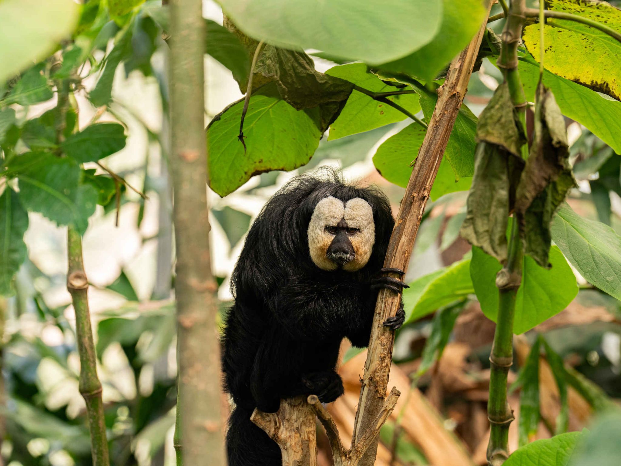Een witgezichtsaki in een boom in ZooParc Overloon