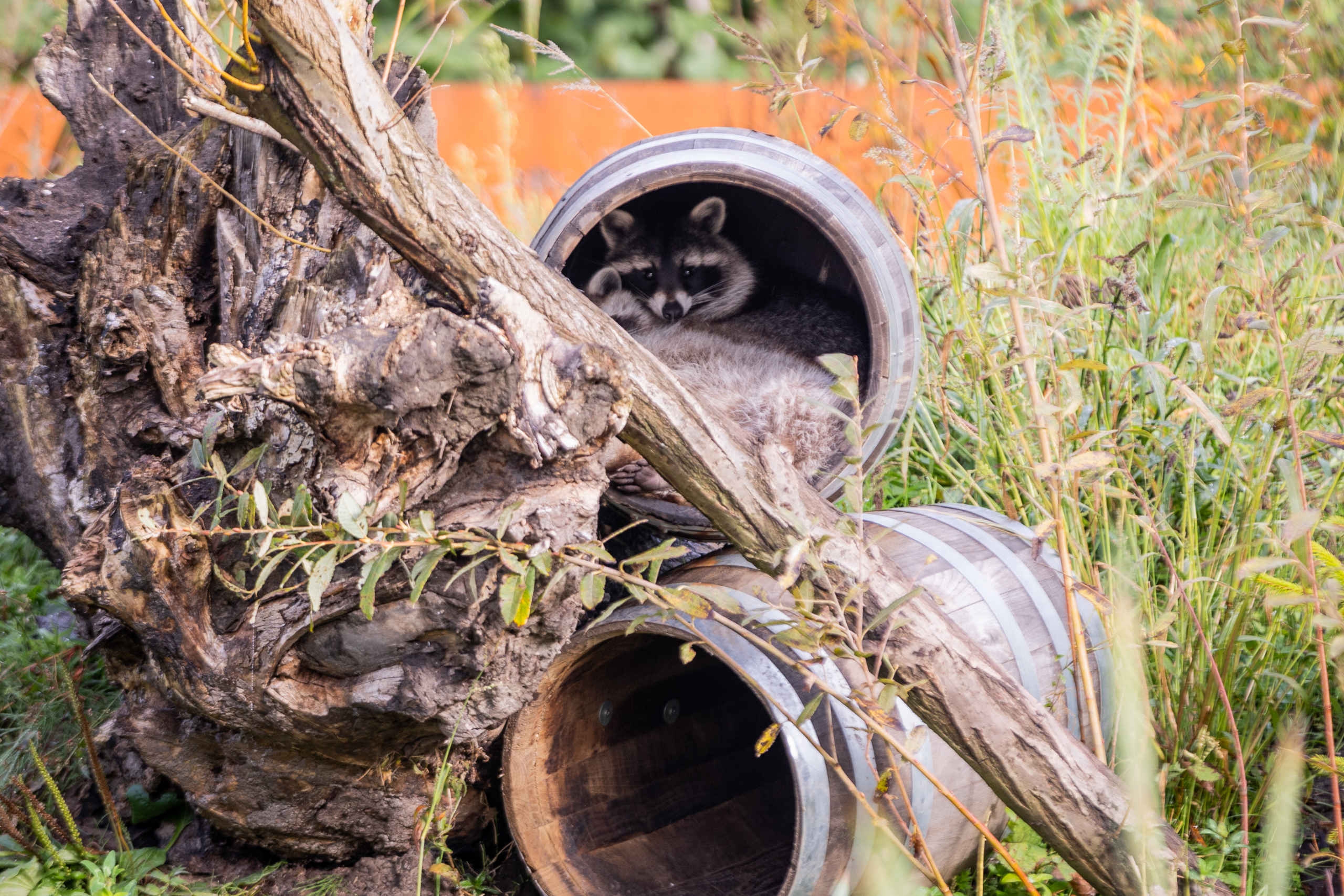 Wasbeer verstopt in ton in AquaZoo Leeuwarden