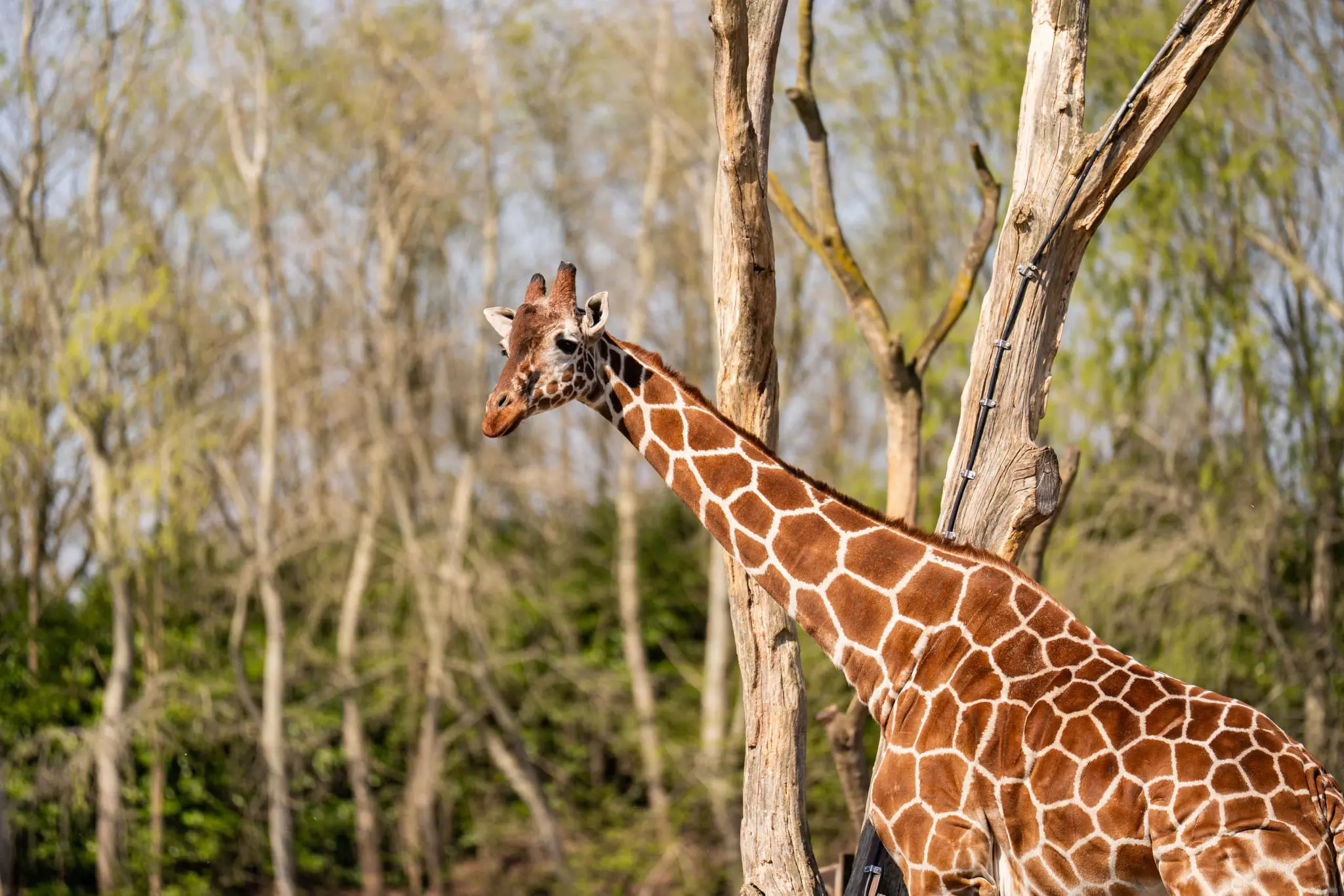 Een netgiraffe in de herfst in ZooParc Overloon
