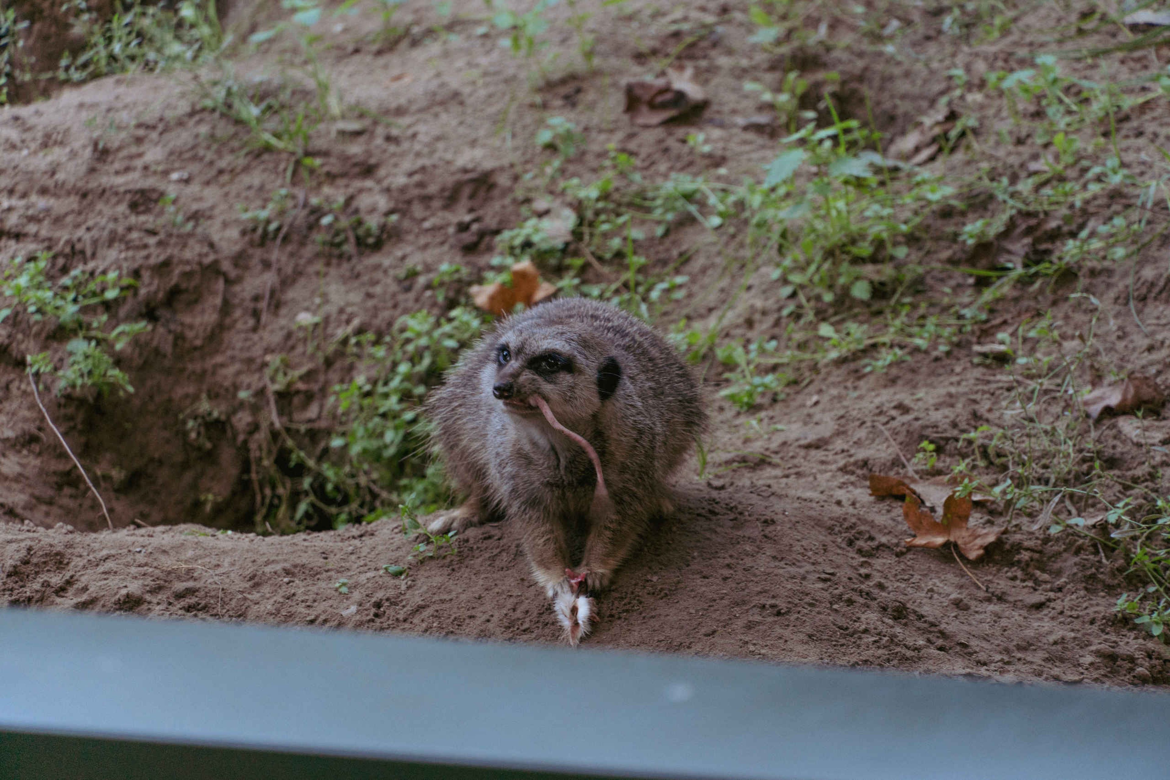 Stokstaartje voeren schemertour ZooParc Overloon