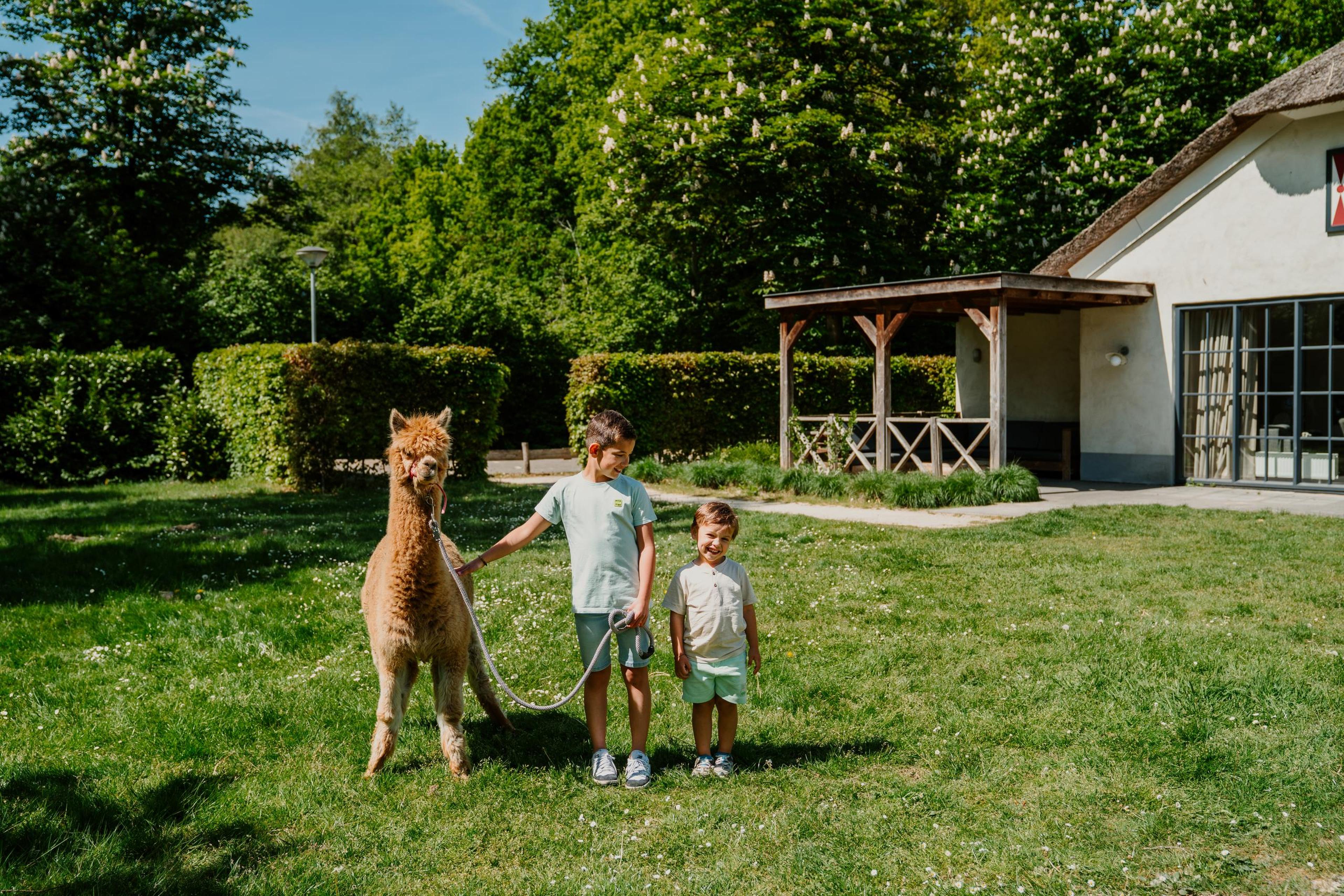 Twee jongens lopen in de zomer met een alpaca over het grasveld bij Vakantiepark Dierenbos.