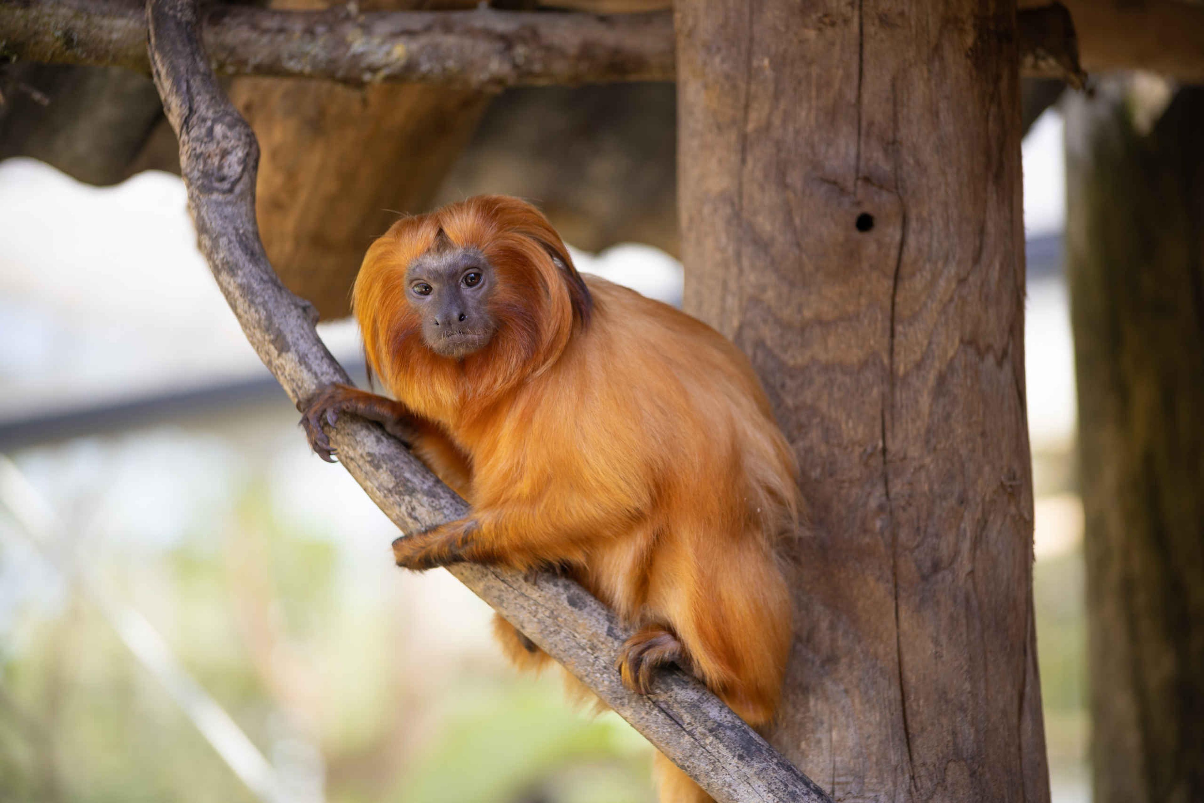 Gouden leeuwaapje op tak ZooParc Overloon