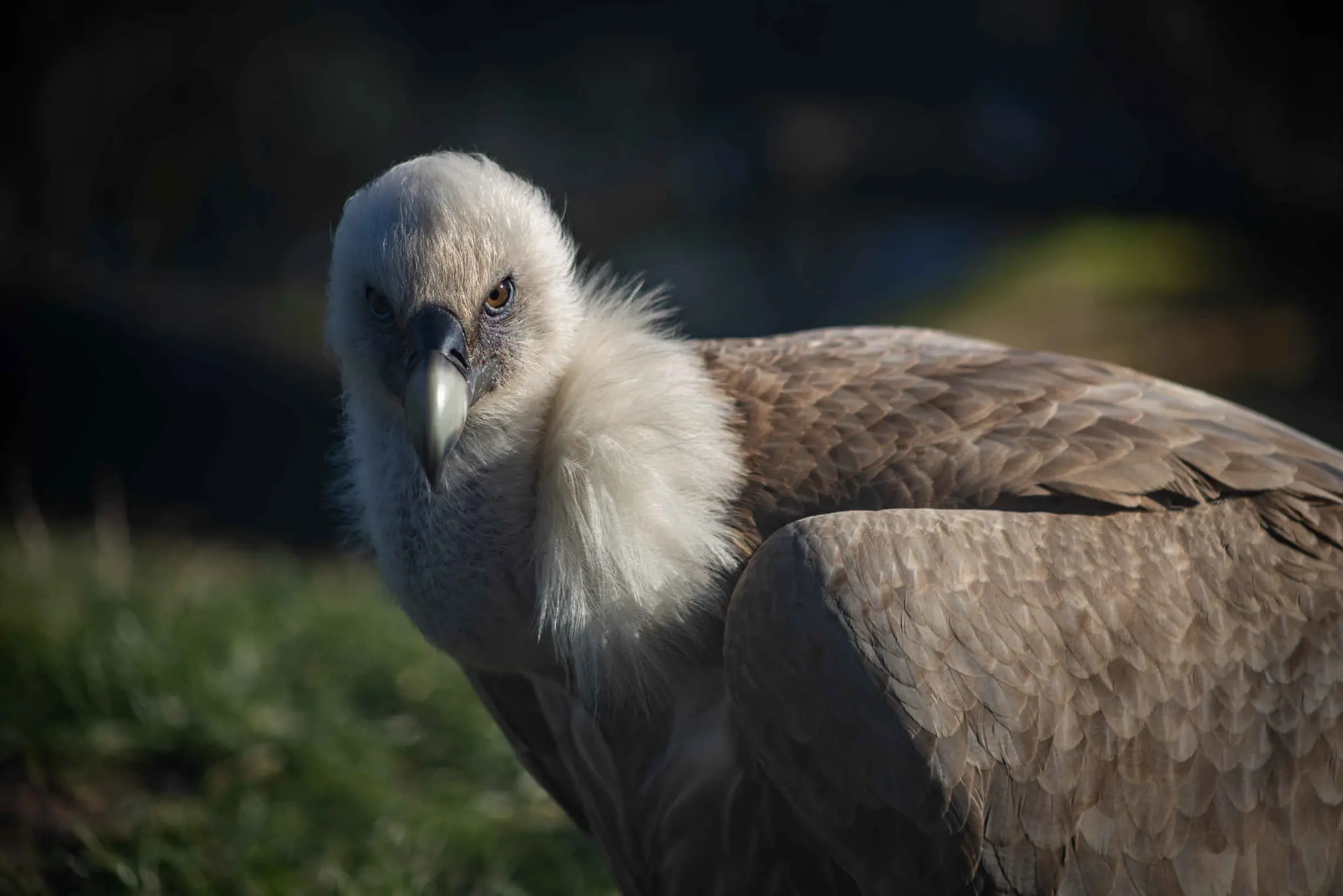Een vale gier in Eindhoven Zoo.