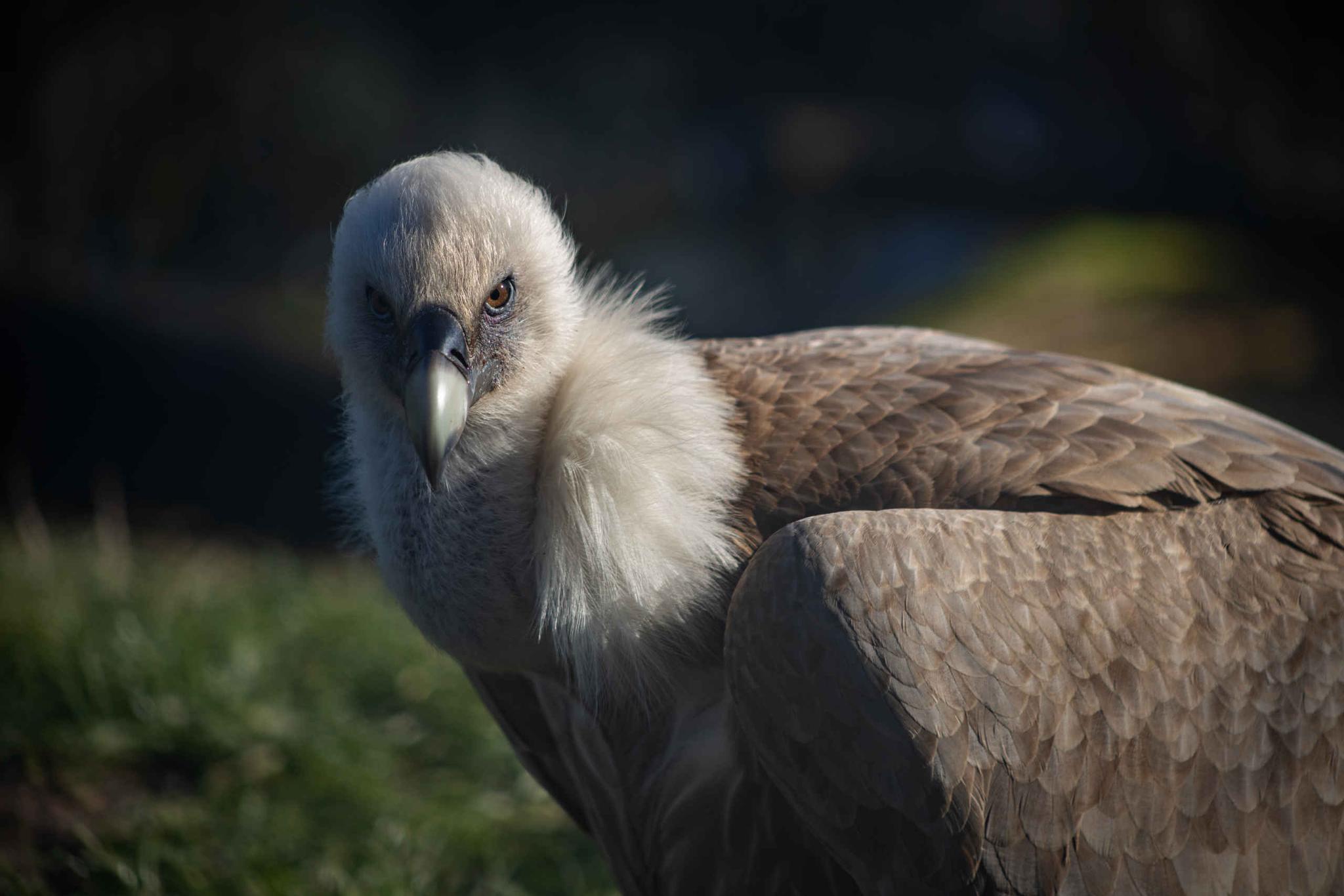 Een vale gier in Eindhoven Zoo.