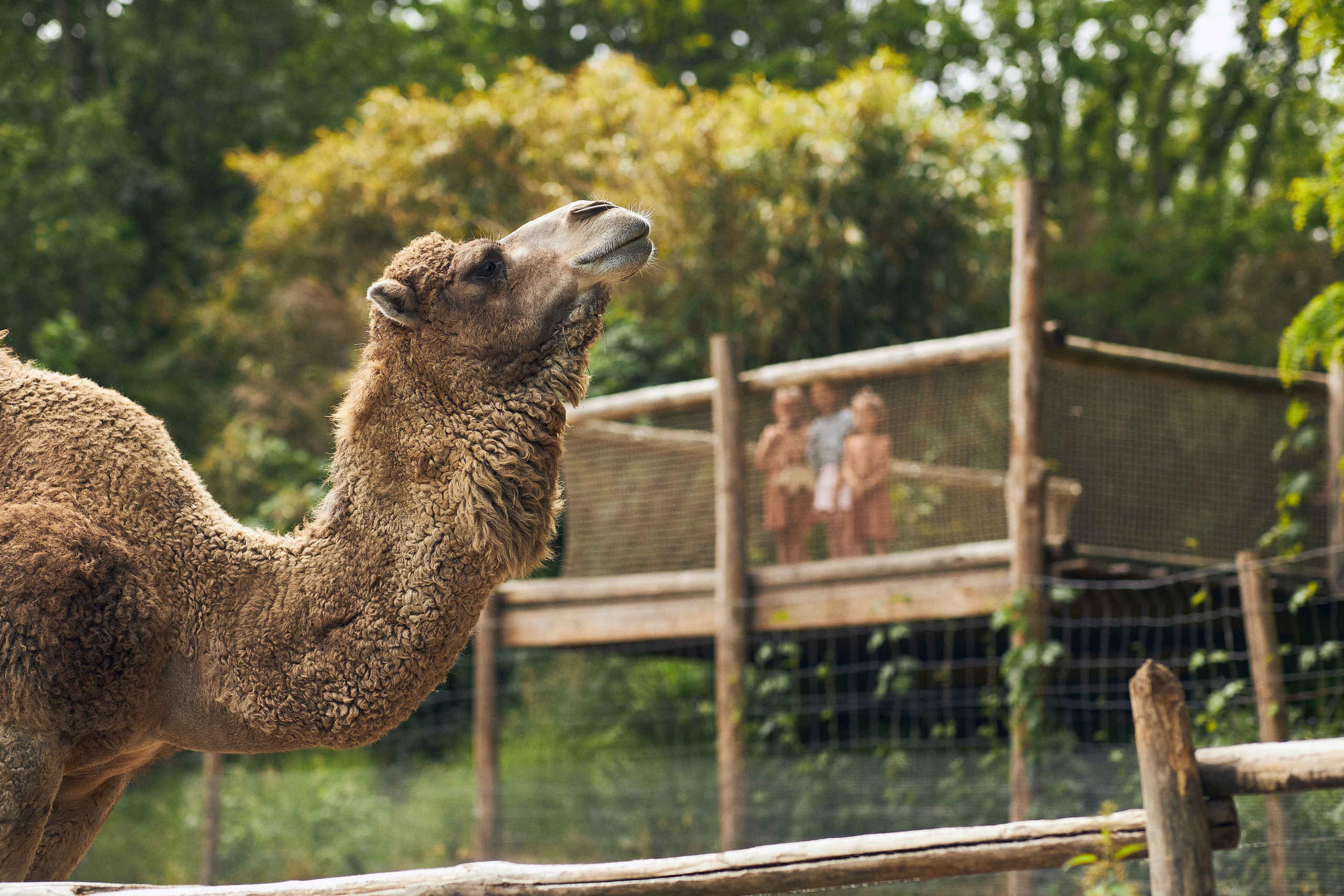 Kinderen kijken naar een dromedaris in dierentuin ZooParc Overloon
