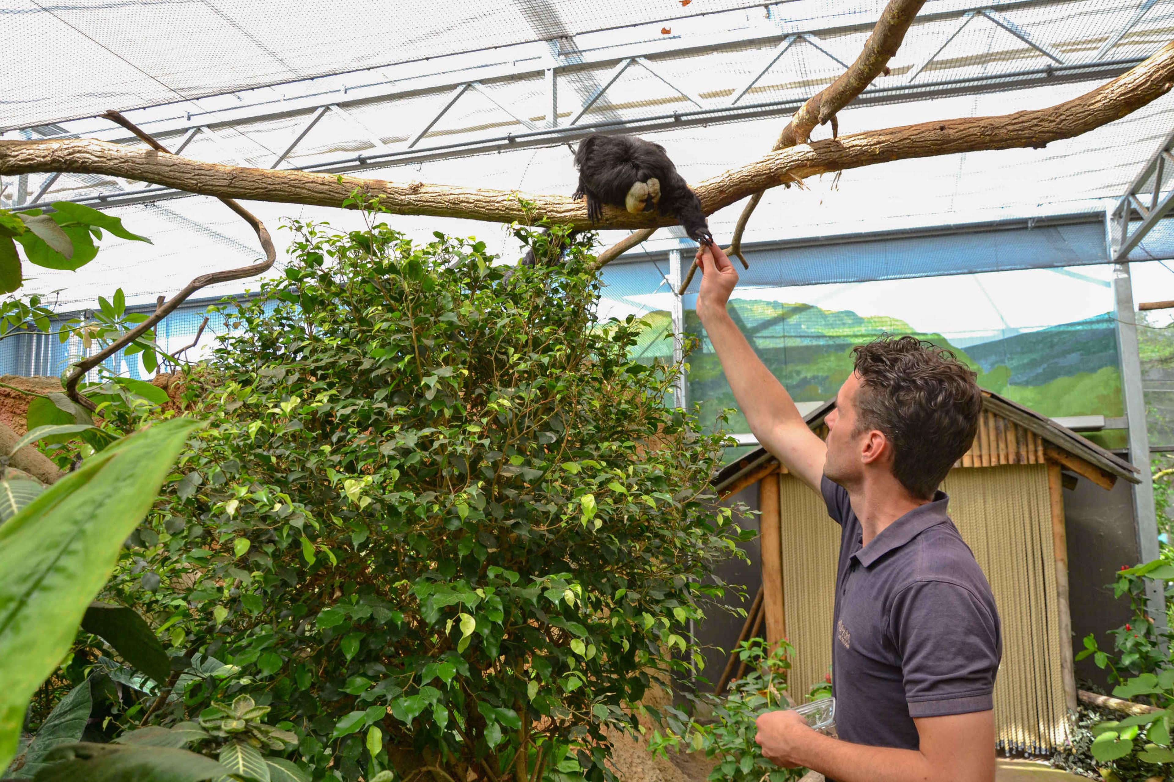 Witgezichtsaki dierenverzorger Tom ZooParc Overloon