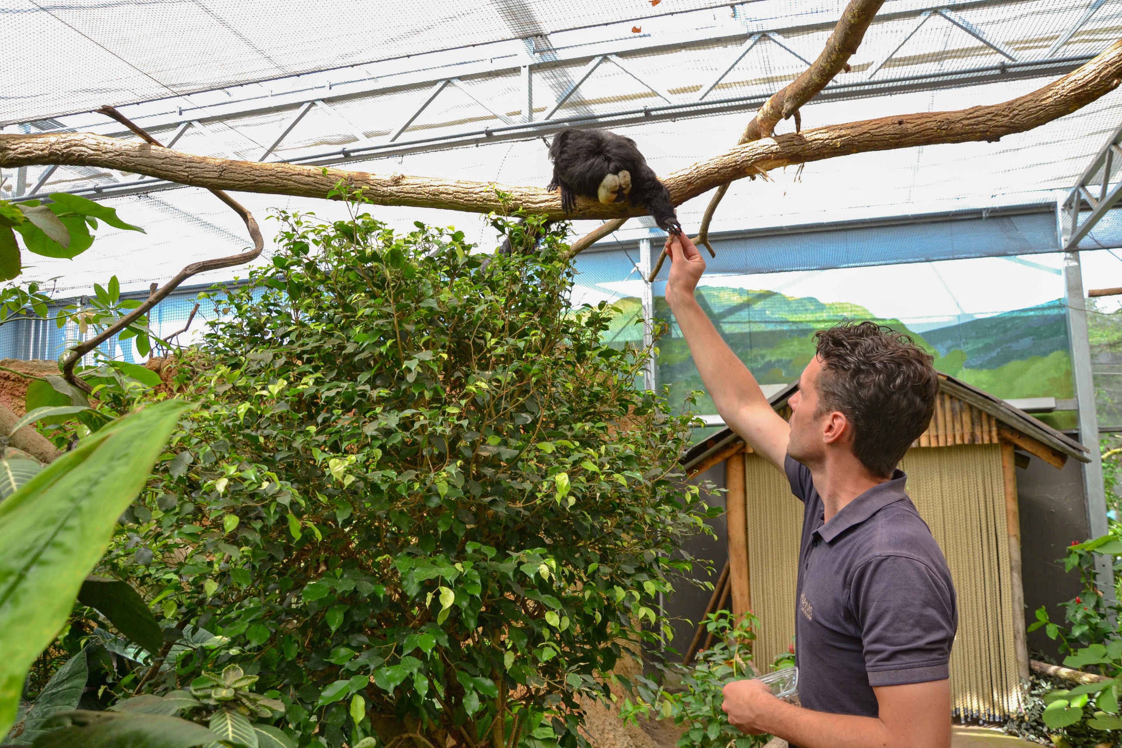 Witgezichtsaki dierenverzorger Tom ZooParc Overloon
