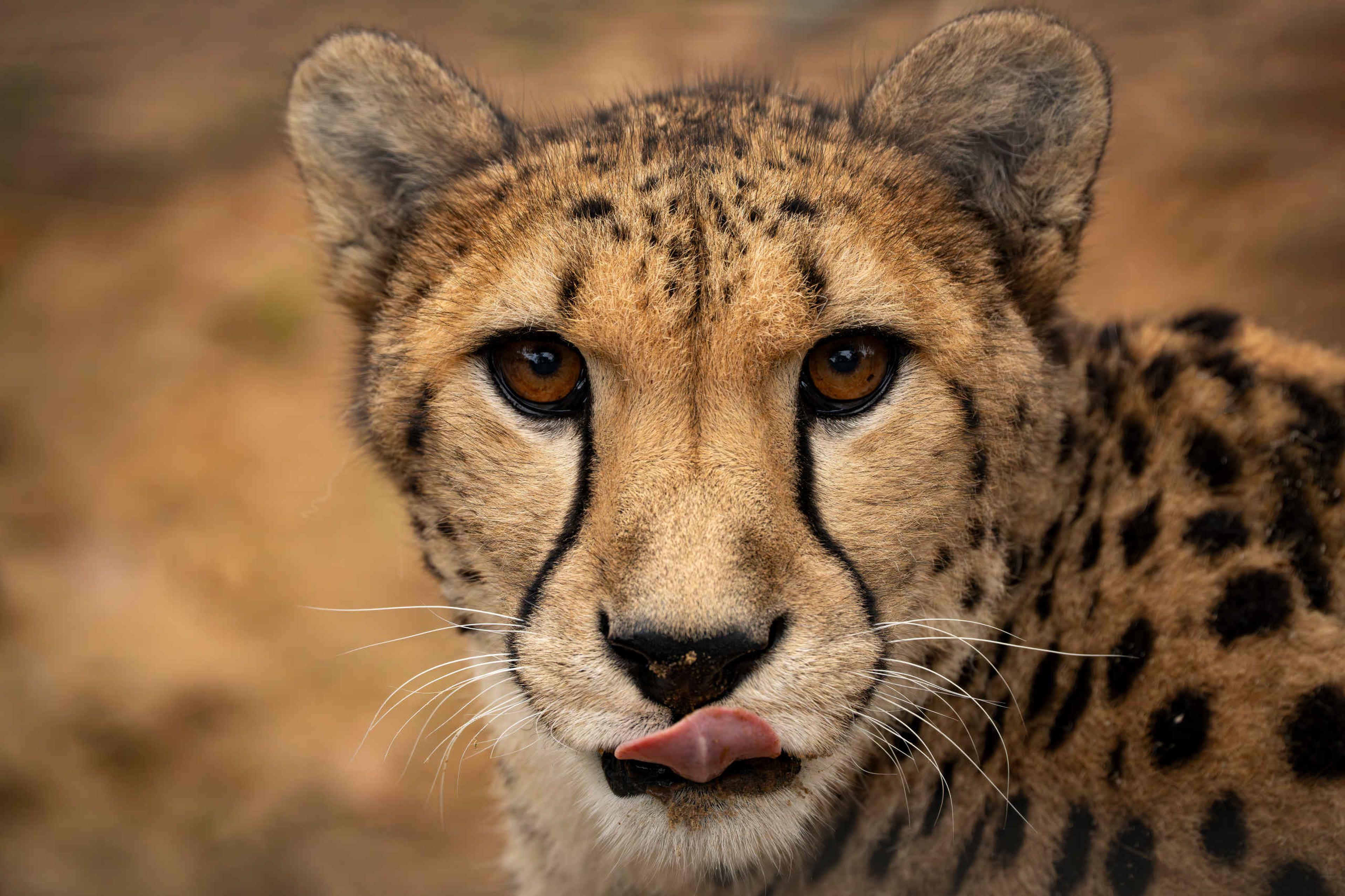 Close-up van een cheeta in Safaripark Beekse Bergen
