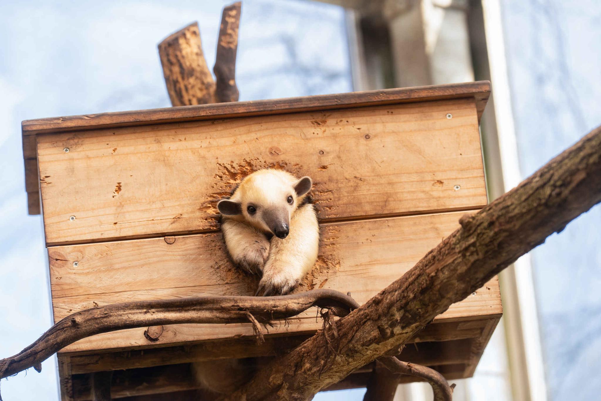 Een zuidelijk tamandua kruipt uit zijn nest in ZooParc Overloon