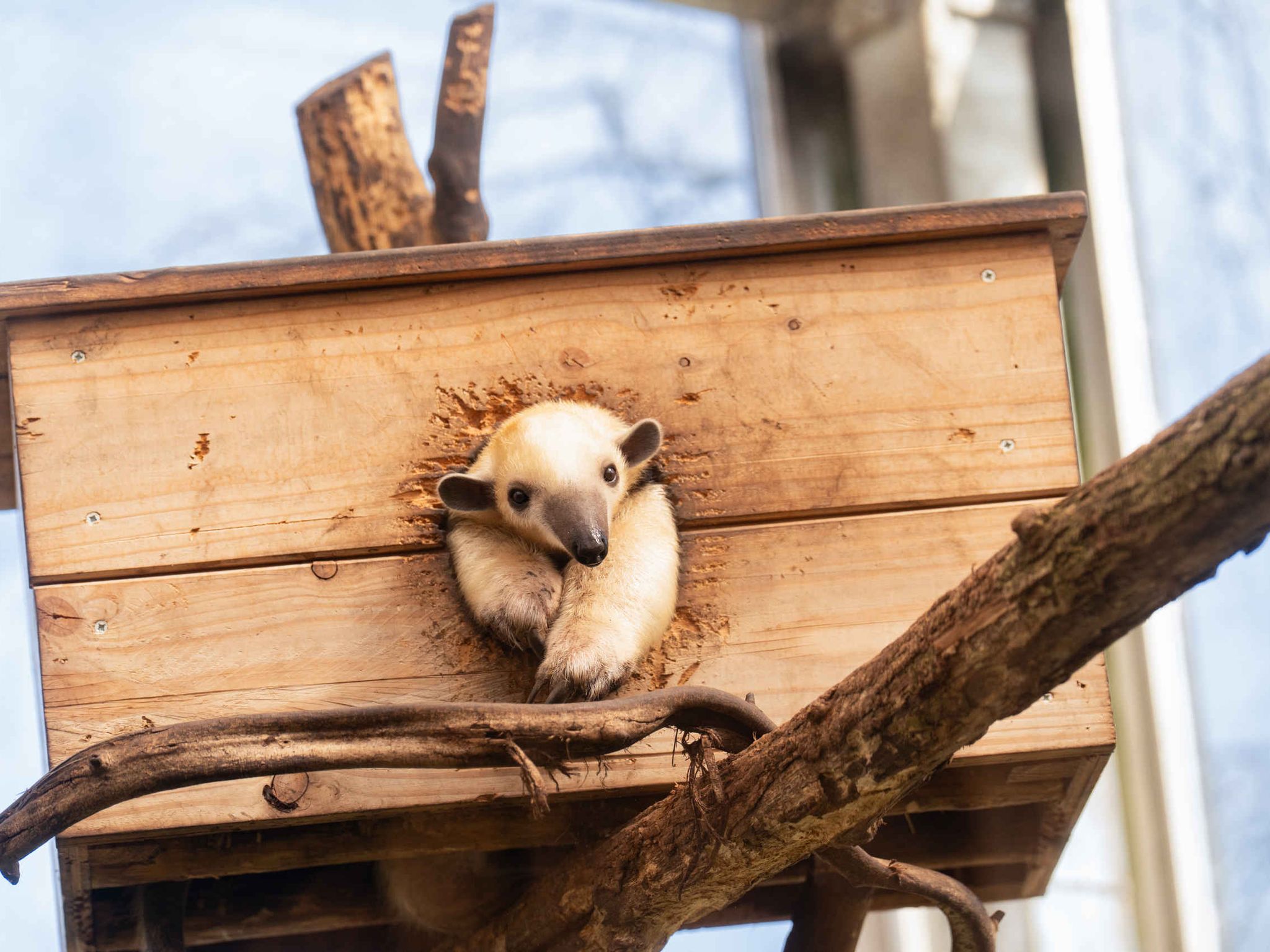 Een zuidelijk tamandua kruipt uit zijn nest in ZooParc Overloon