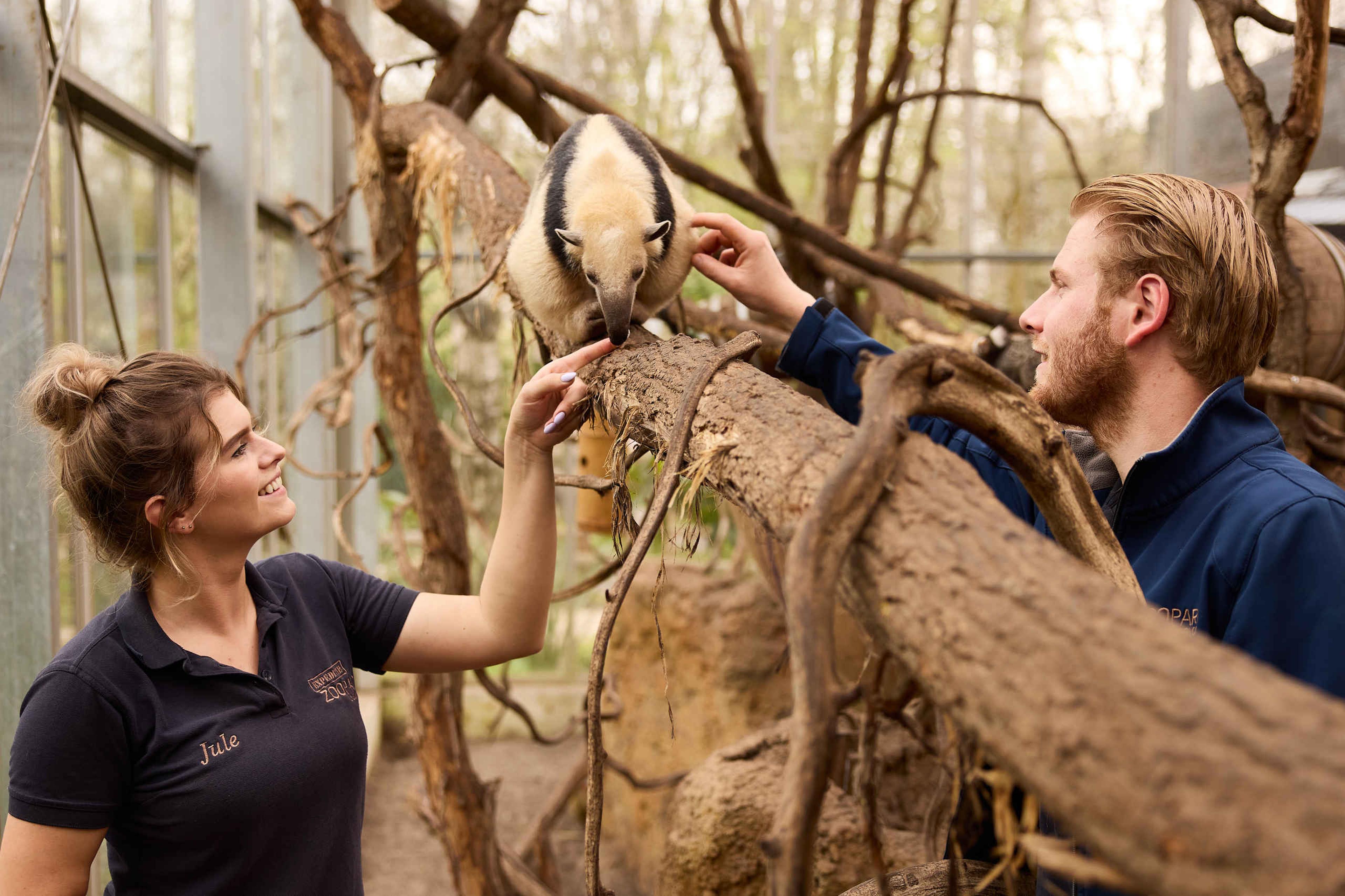 Dierenverzorgers bij de miereneter in ZooParc Overloon