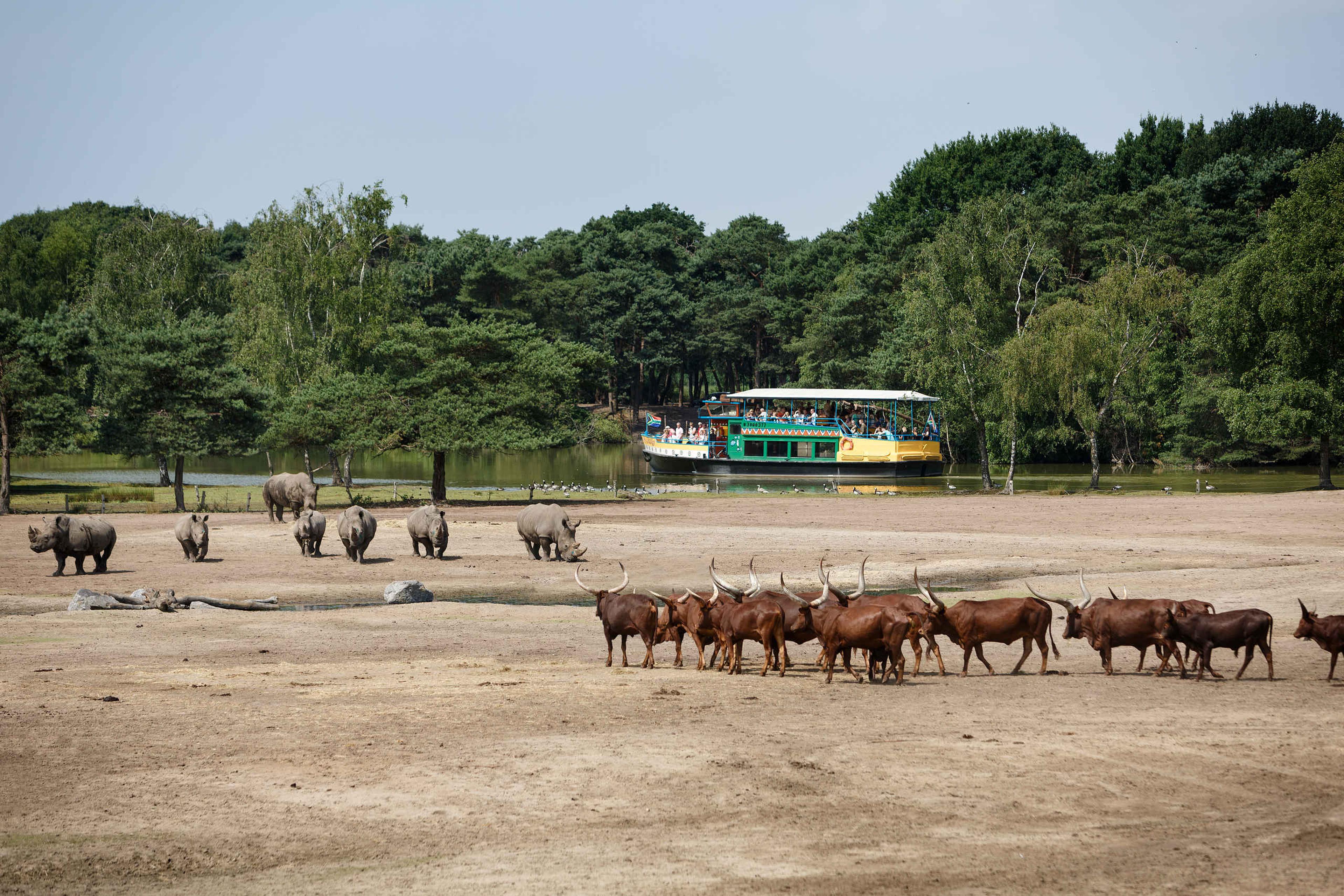 De bootsafari met uitzicht op de neushoorns en watusirunderen bij Safaripark Beekse Bergen