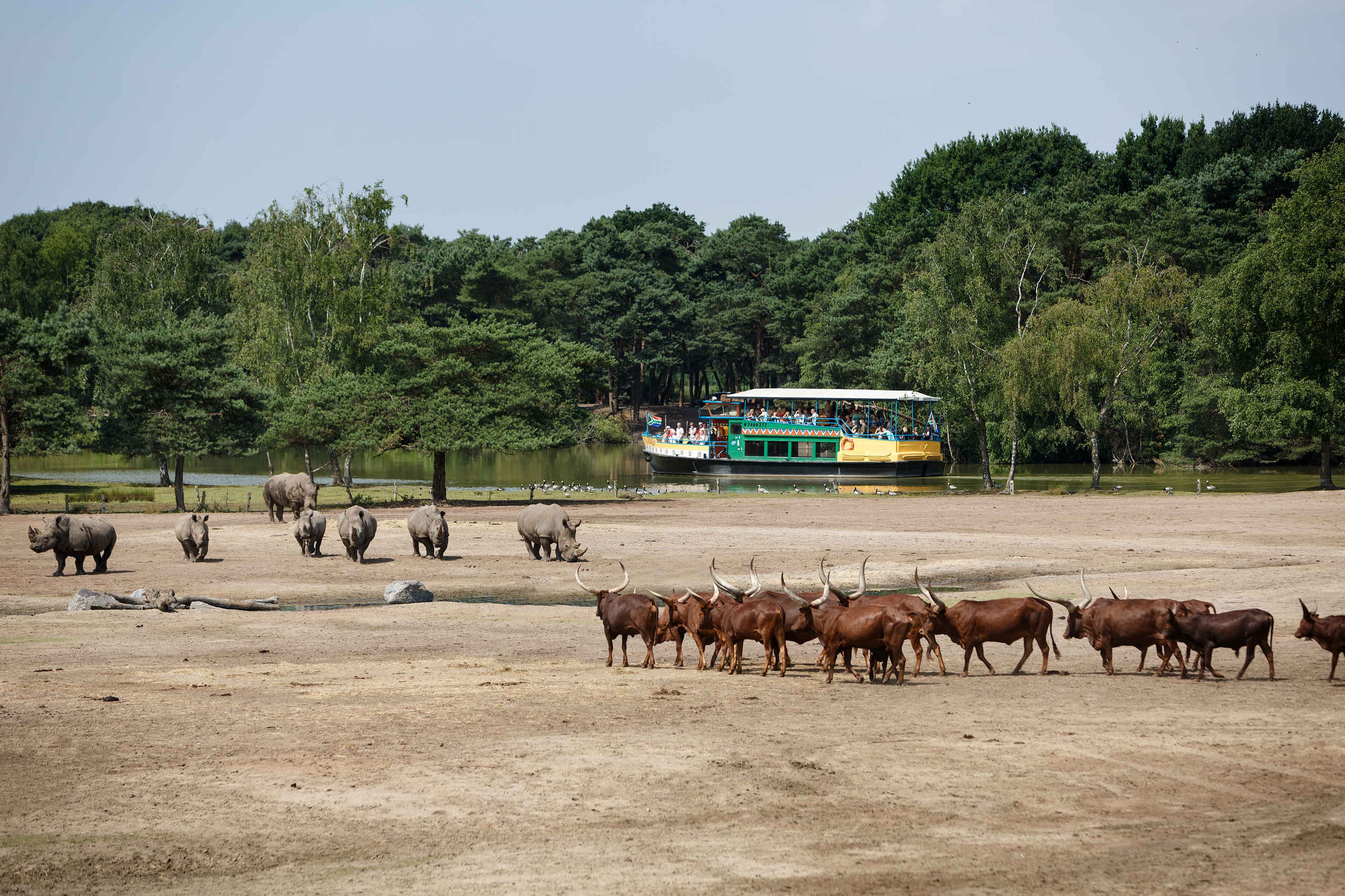 De bootsafari met uitzicht op de neushoorns en watusirunderen bij Safaripark Beekse Bergen