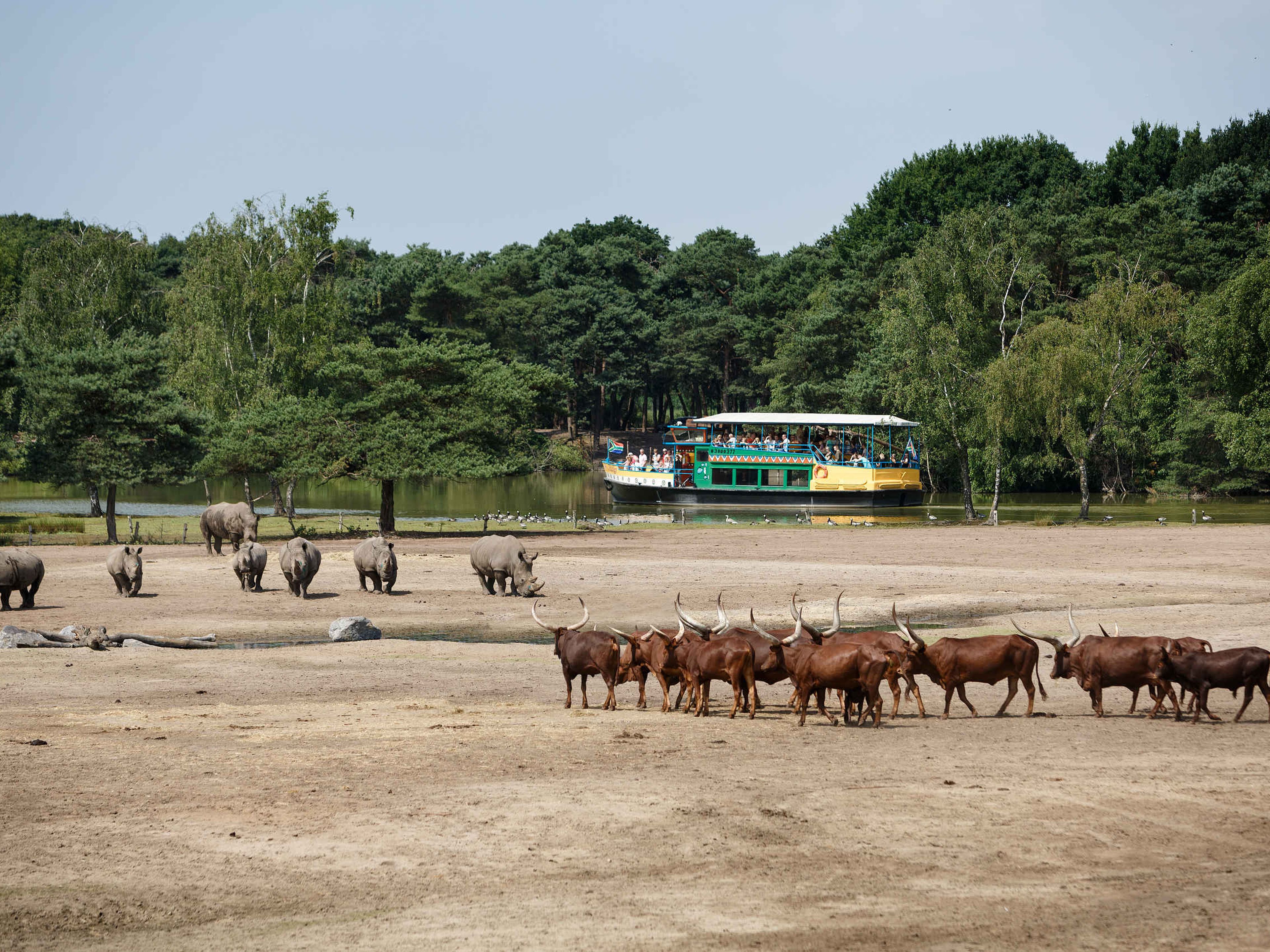 De bootsafari met uitzicht op de neushoorns en watusirunderen bij Safaripark Beekse Bergen