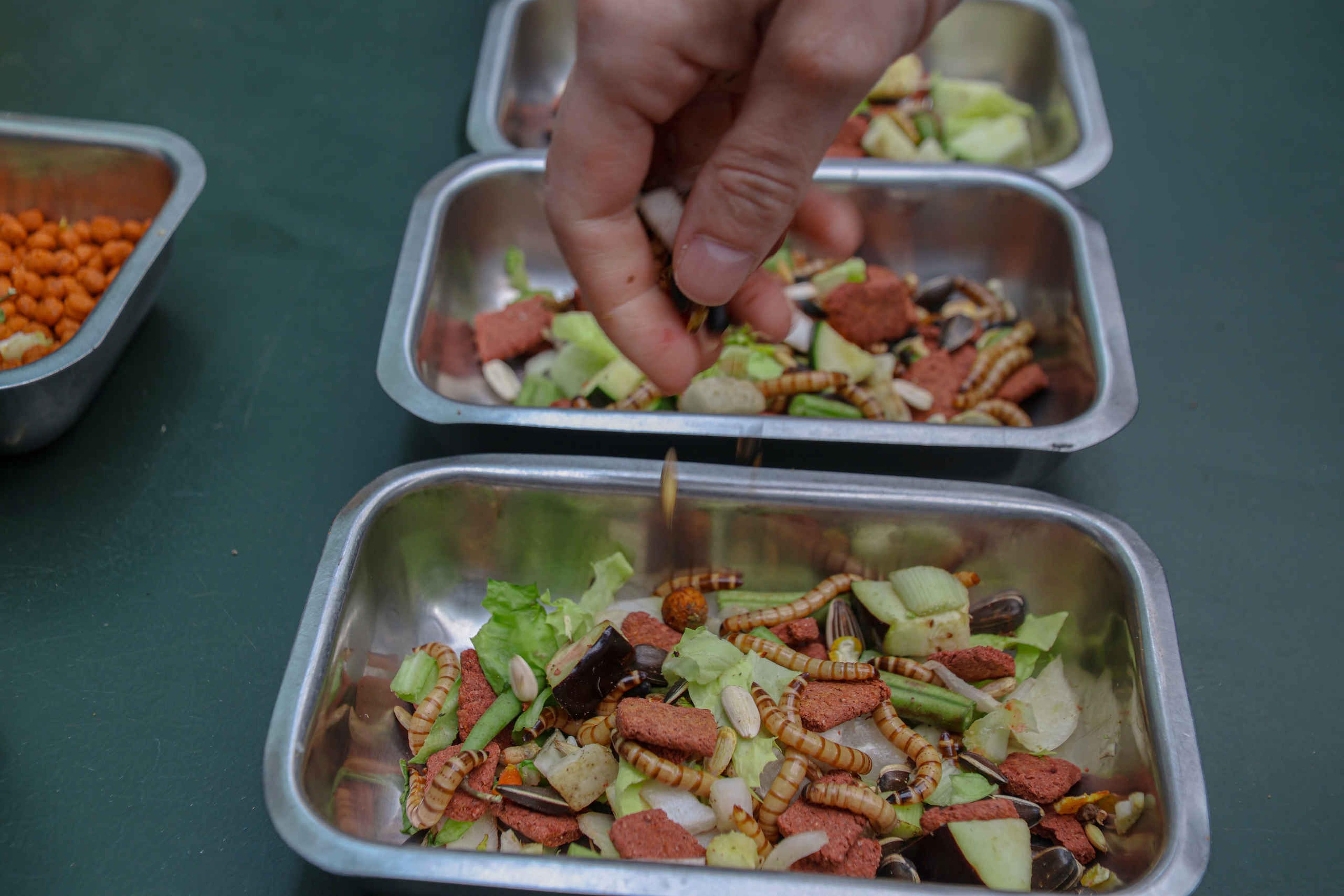 Voedsel bereiden Keeper for a day ZooParc Overloon