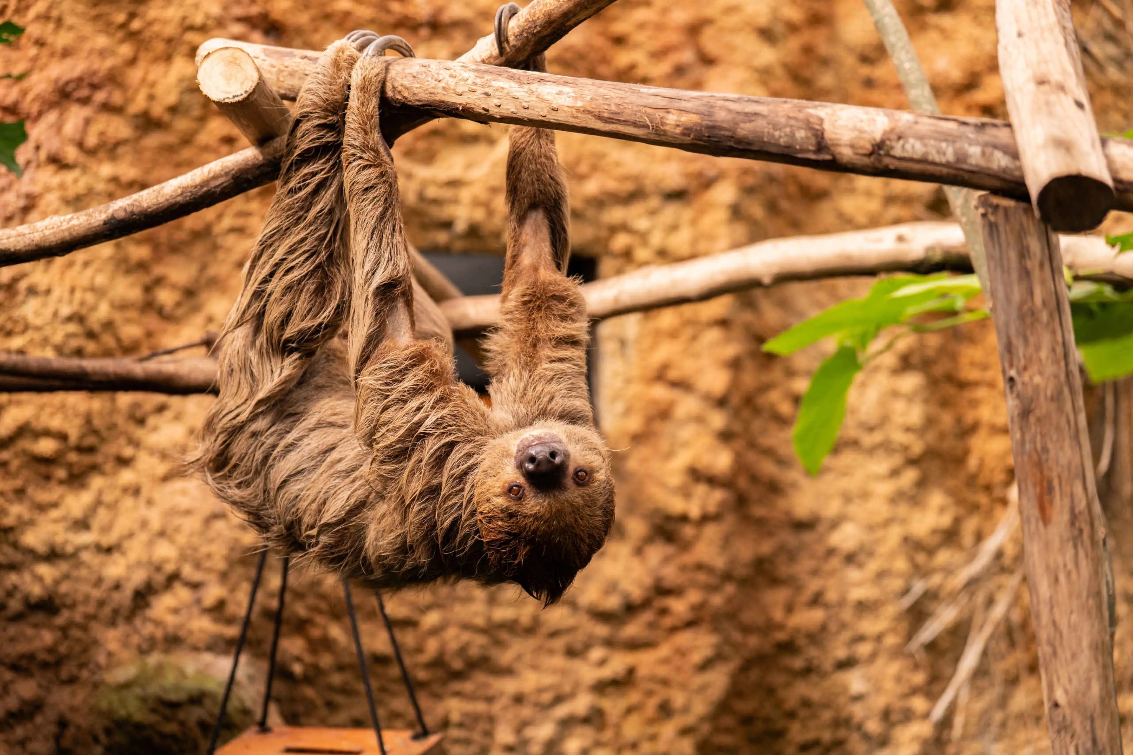 Een luiaard hangt aan een tak in ZooParc Overloon