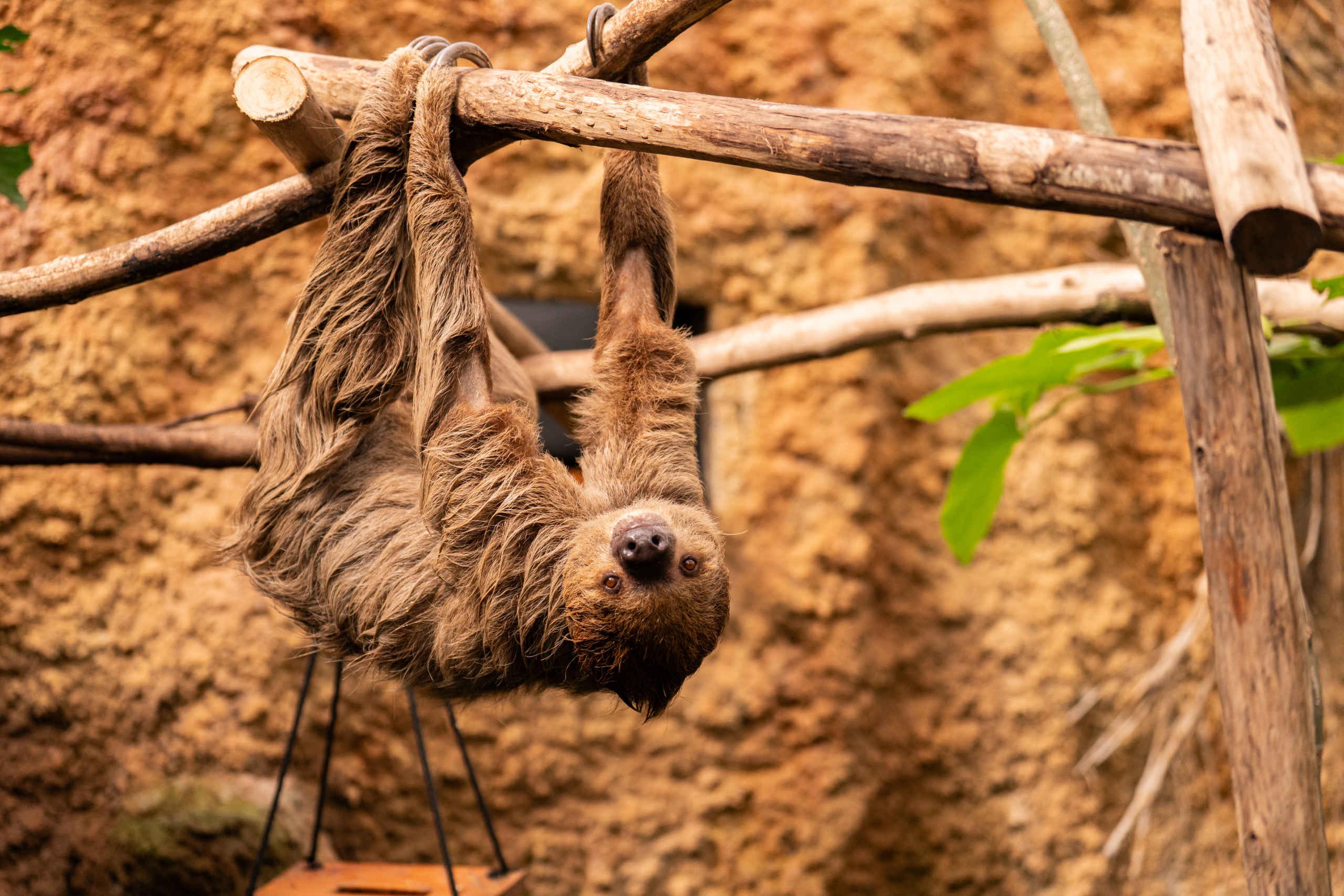 Een luiaard hangt aan een tak in ZooParc Overloon