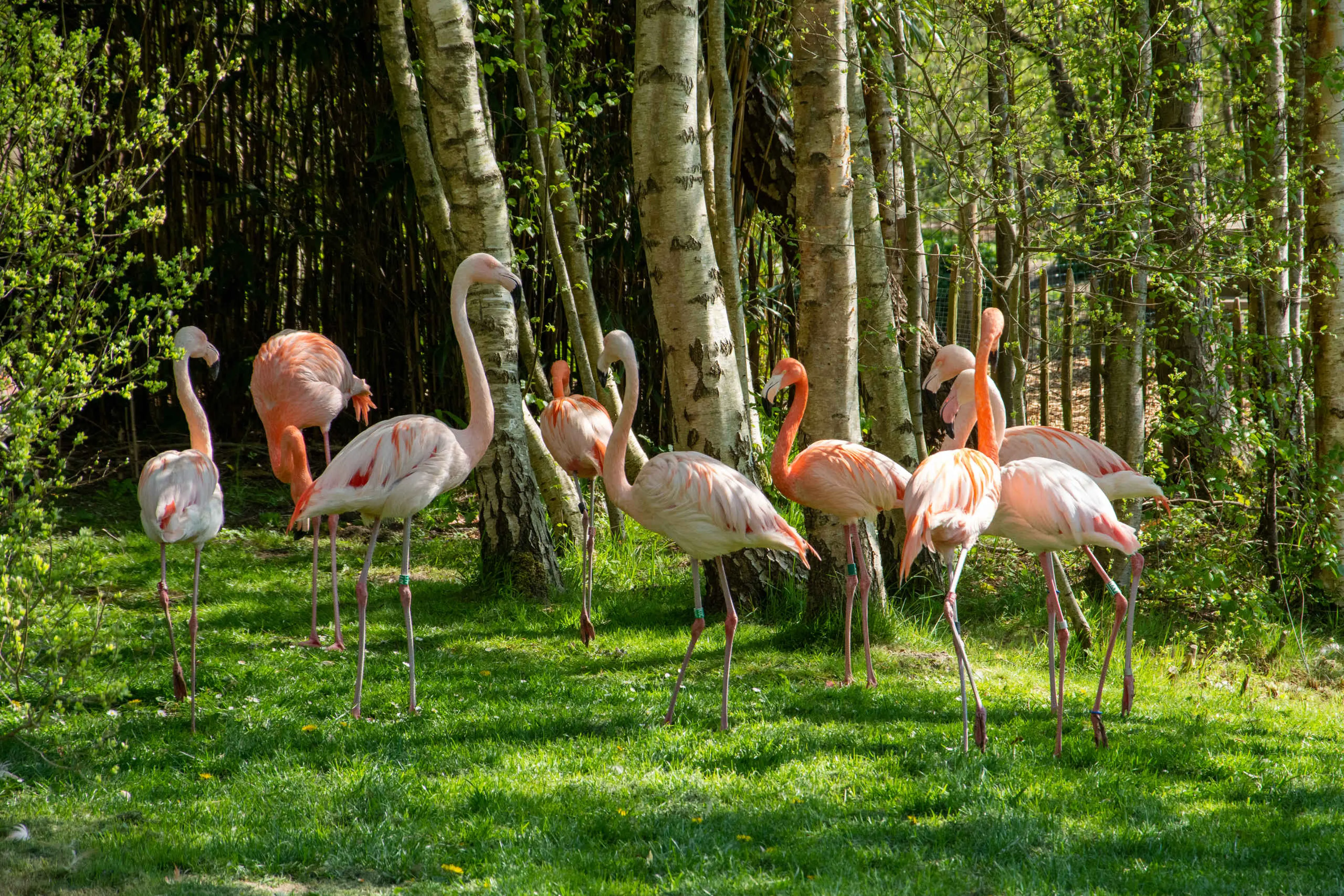Een groep flamingo's bij AquaZoo Leeuwarden